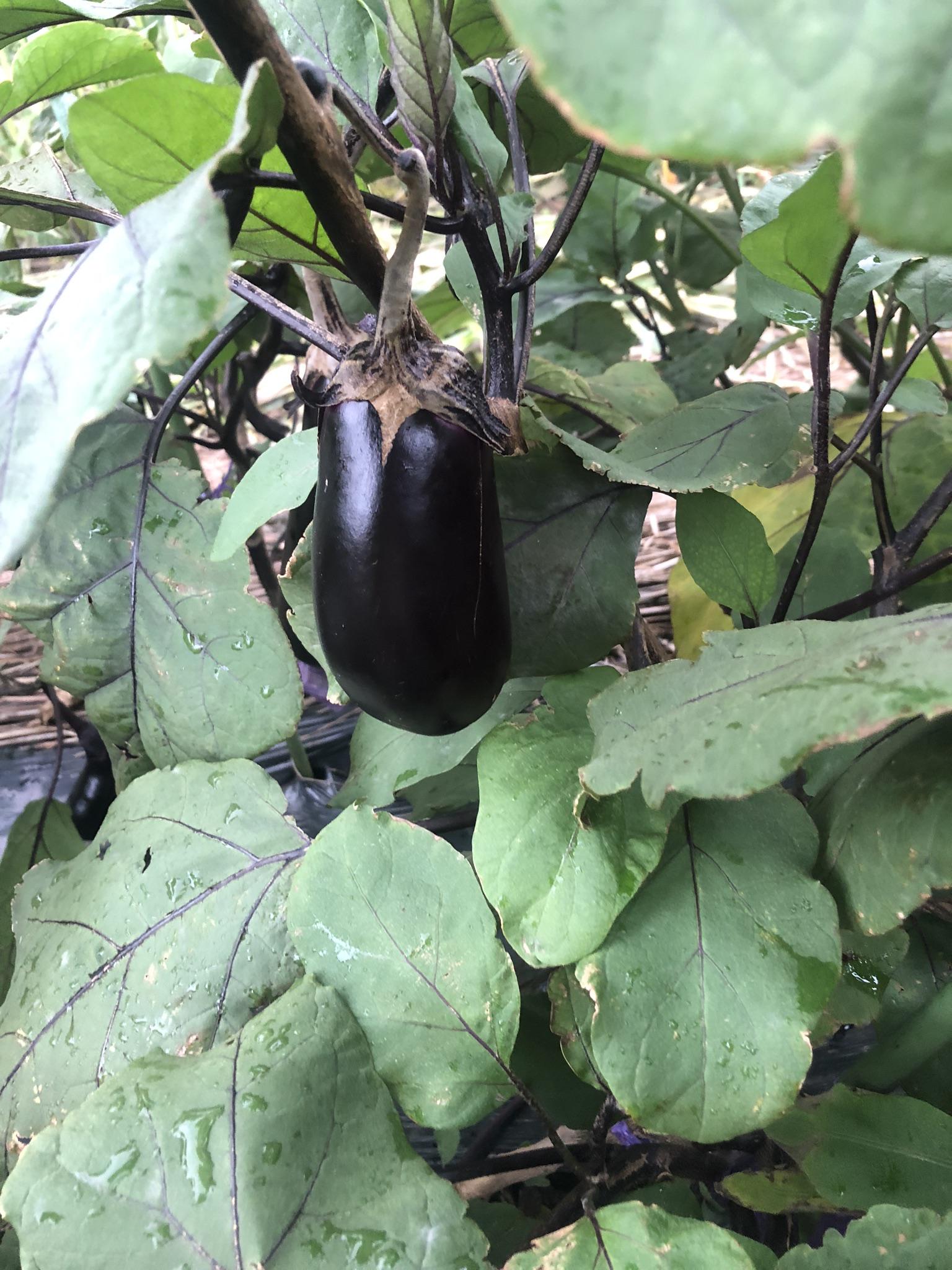 お盆期間の営業につきまして