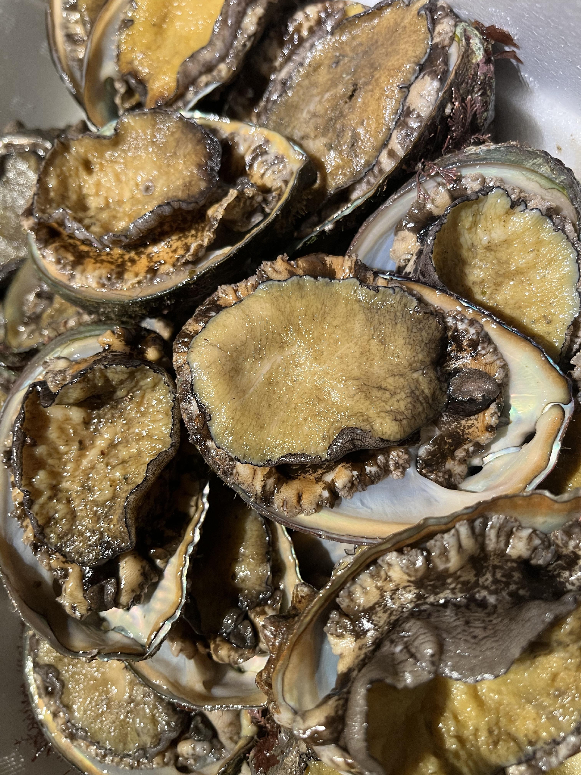 凛とした八方だし　業務用としての可能性　天然蝦夷鮑を蒸す