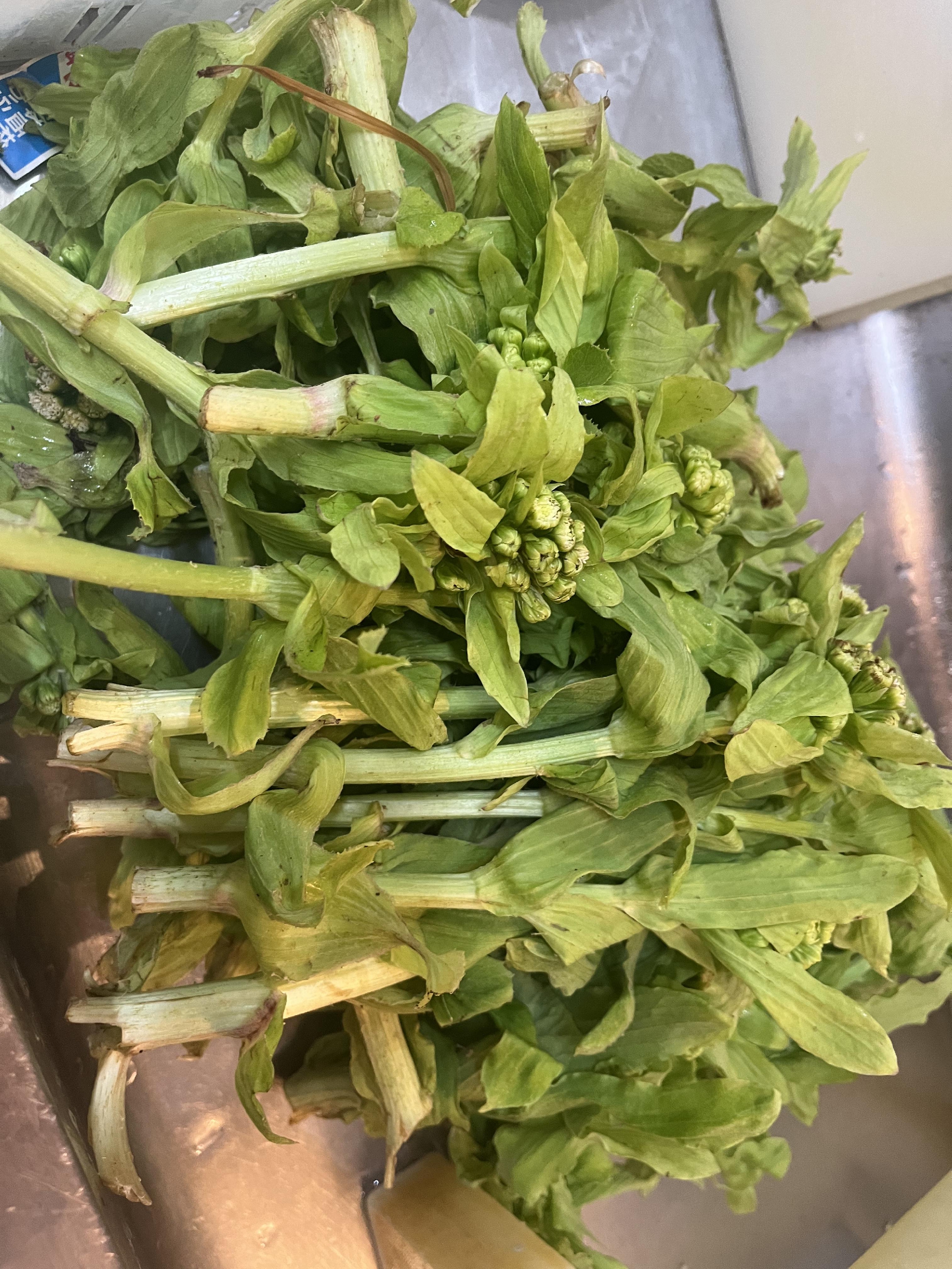 三浦半島の春　蕗のとう