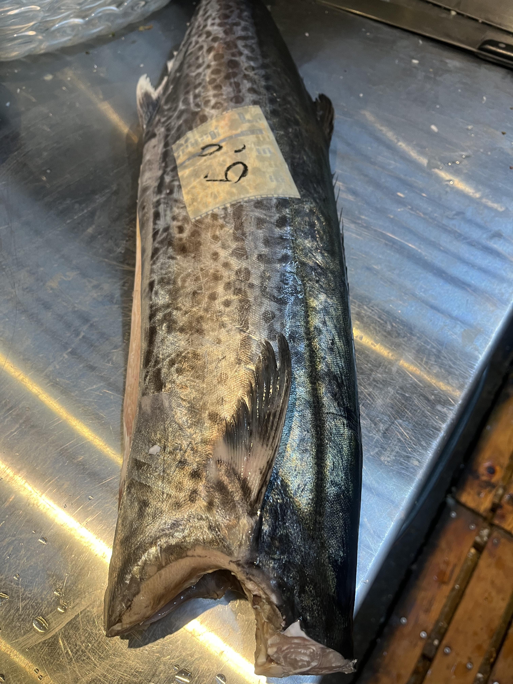 しまなみ海道　大島　漁師　藤本さんから５キロの寒サワラ