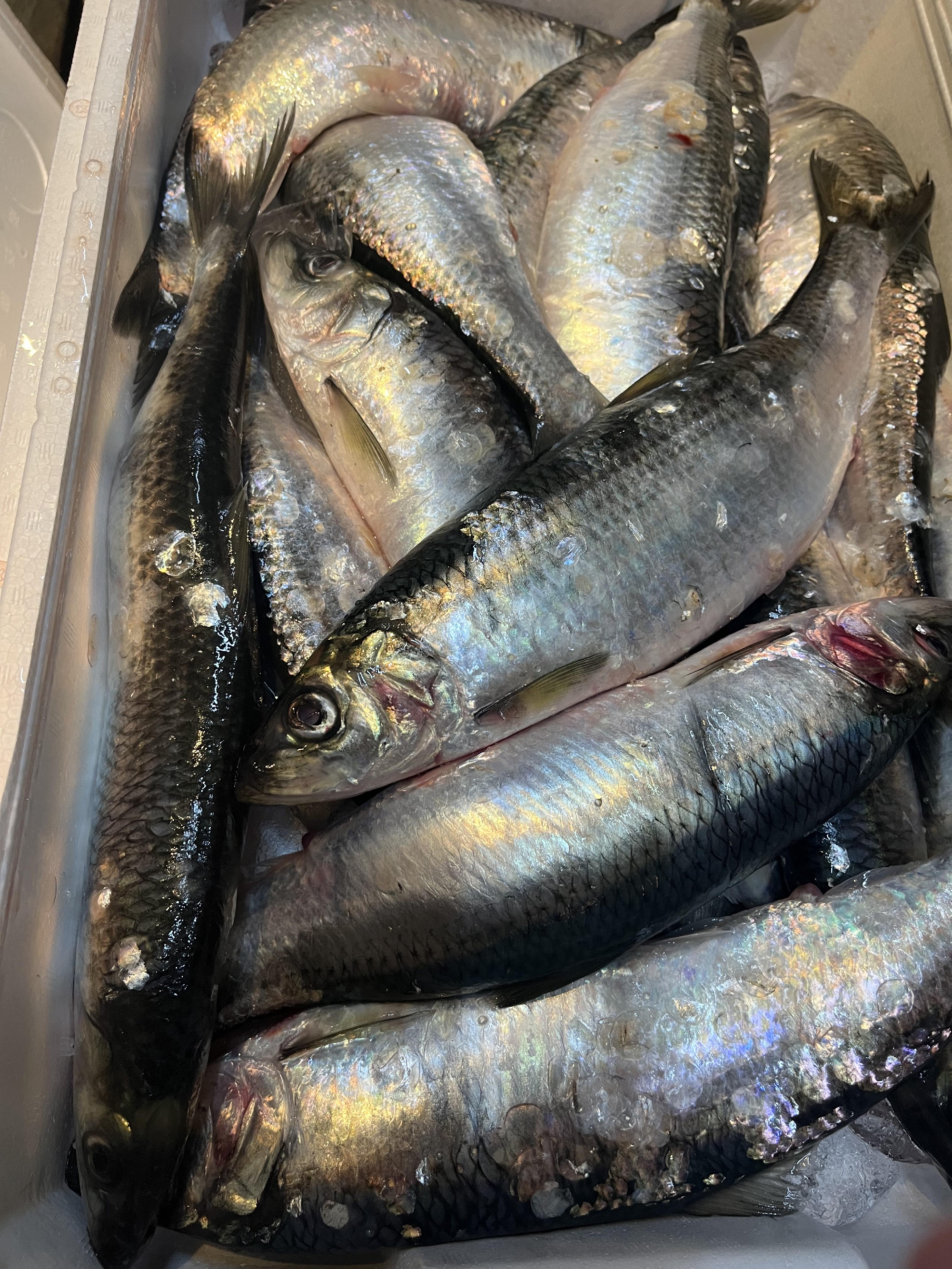 本日のランチ　おすすめ！