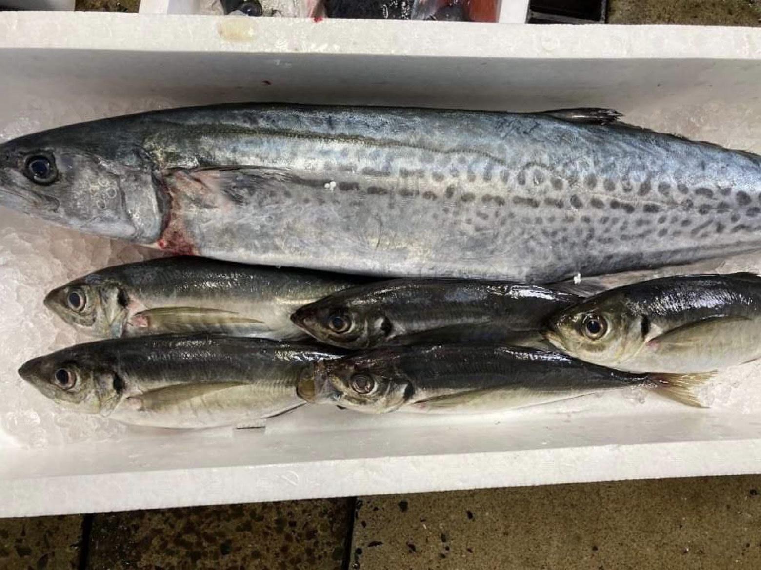 五島列島　福江島の魚たち