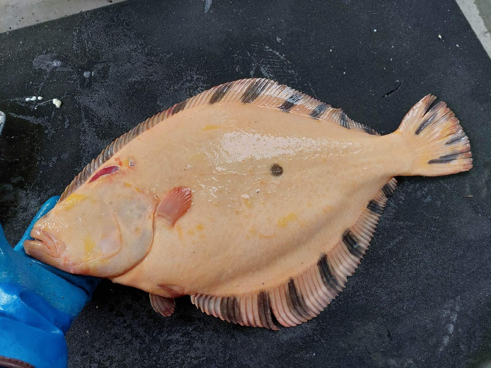 岩手　普代村　幻のカレイ　マツカワガレイ