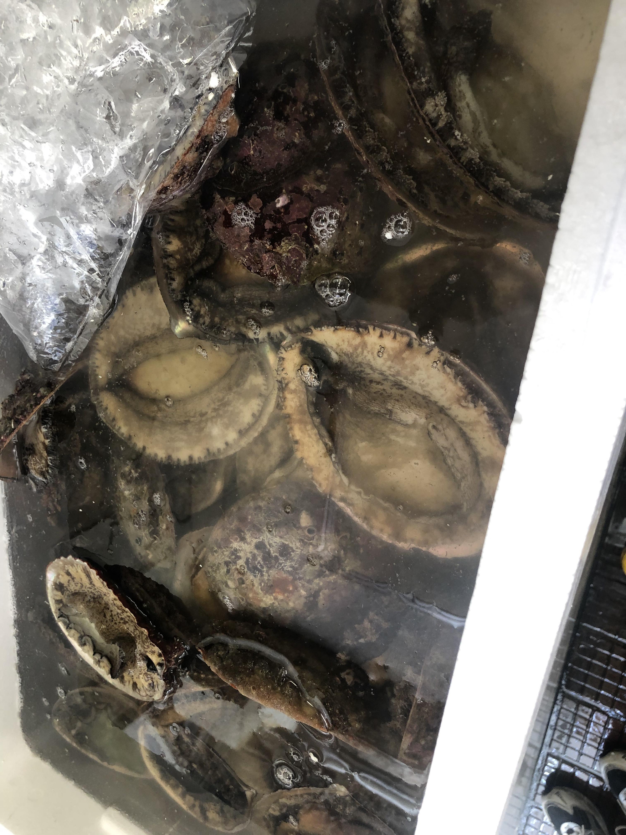 天然アワビ  安価で仕入れることができました