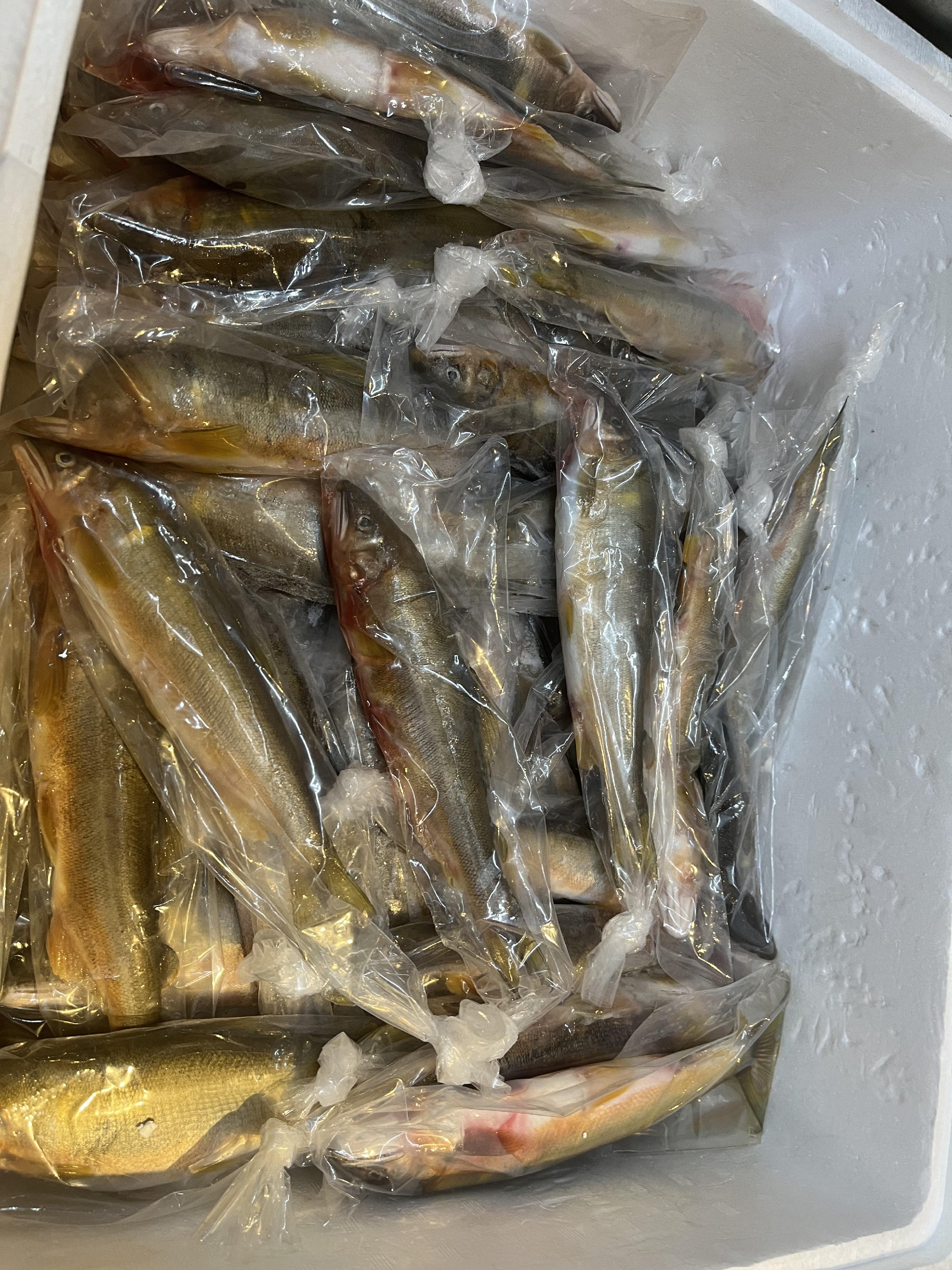 お節料理の仕込み　岐阜　付知川　天然鮎を焼く