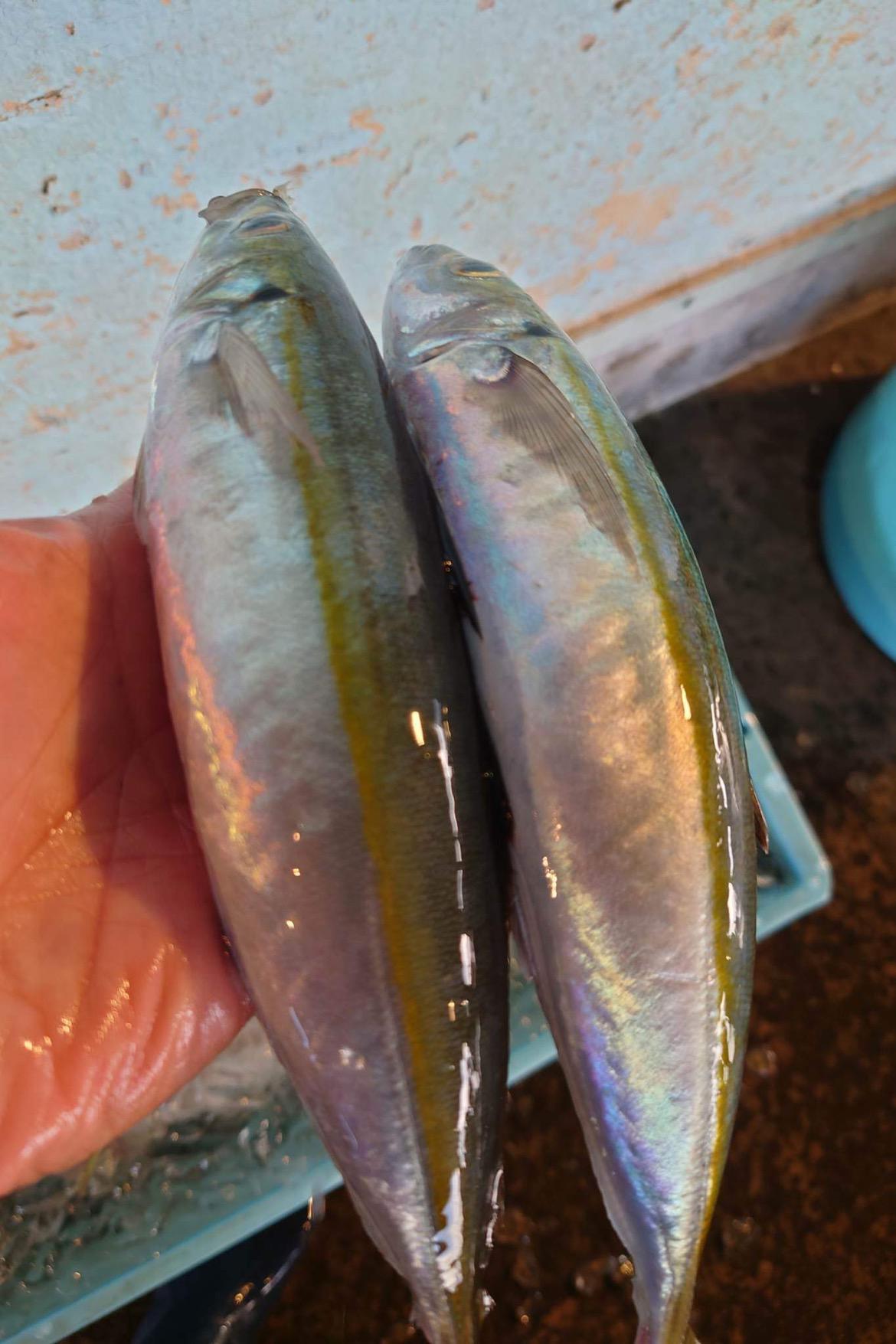 本日のランチ　三浦半島　アカゼムロアジ