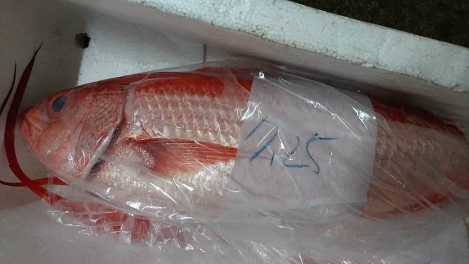 実は、2年ぶりに伊東の浜鯛が入荷してます。