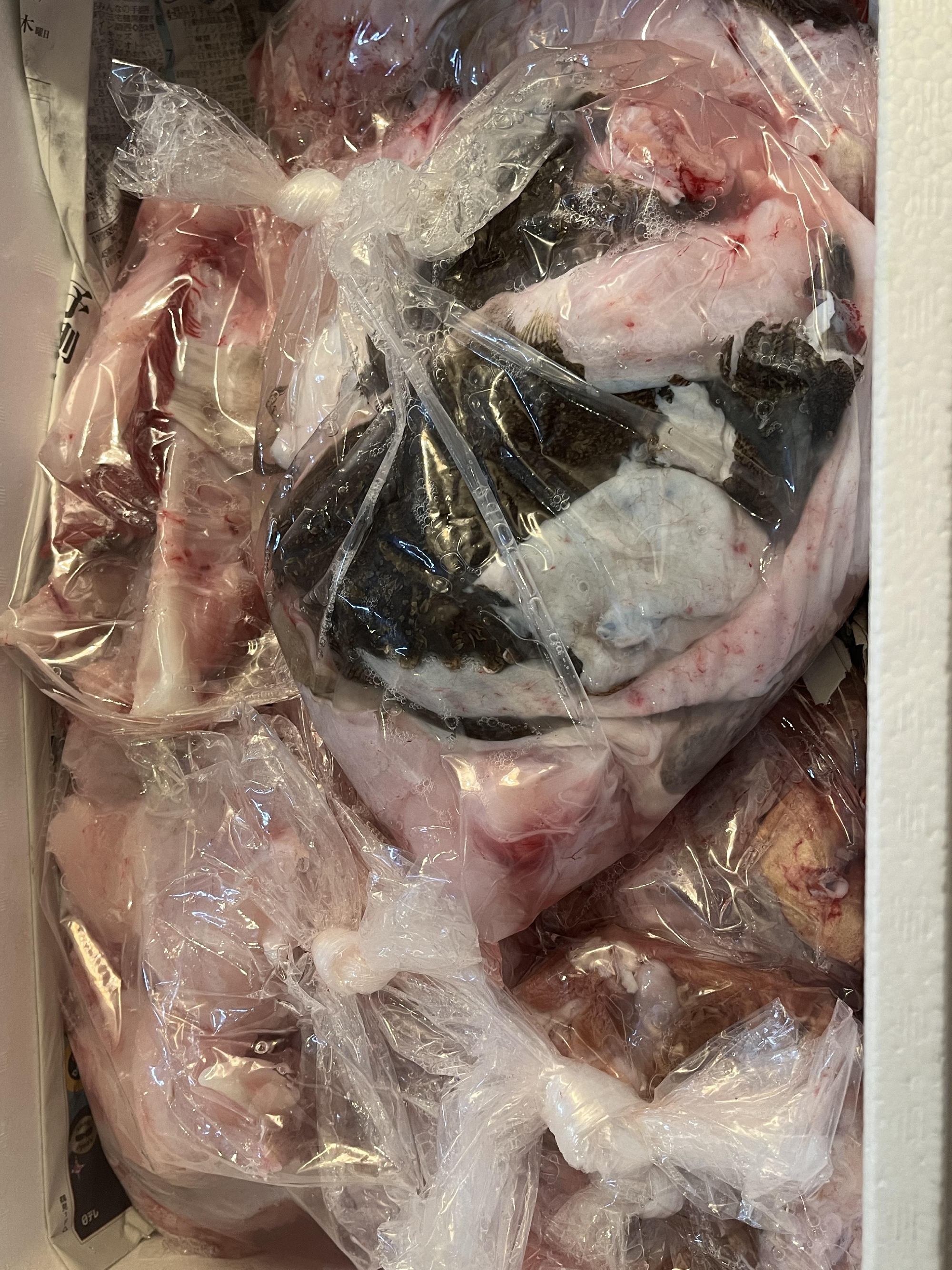 三浦半島　神経〆アンコウ