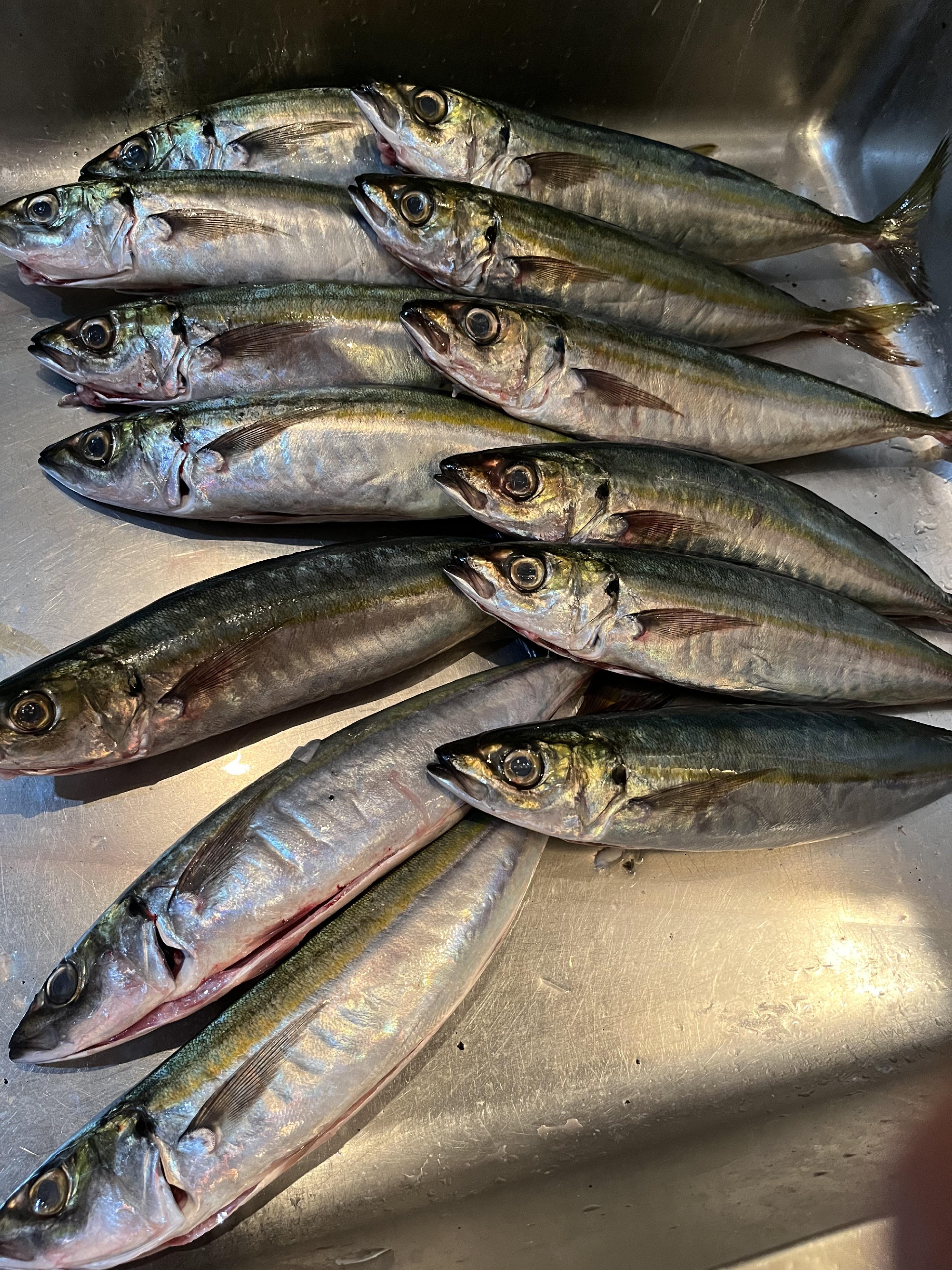 三浦半島　ムロアジ