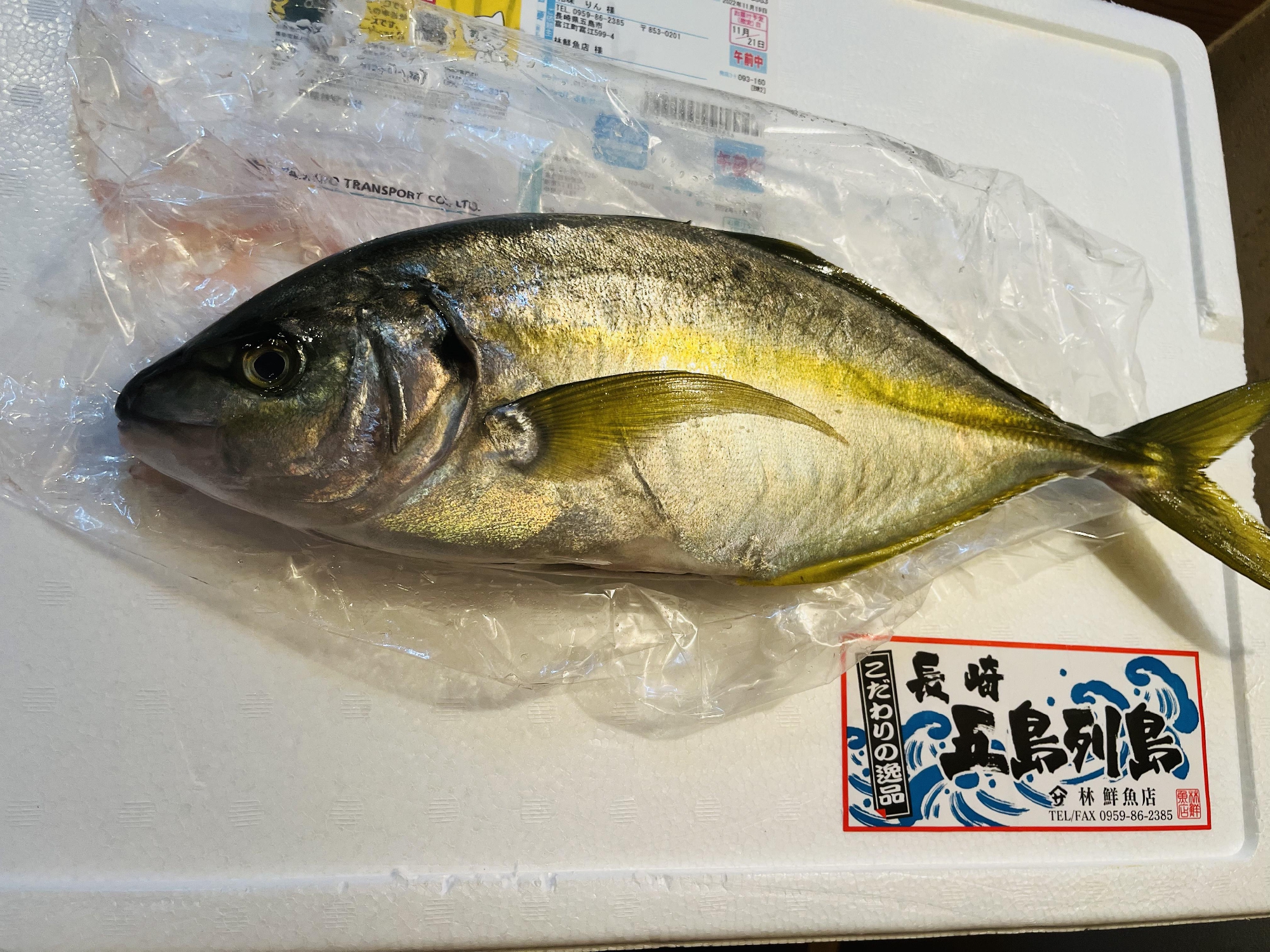 五島列島　福江島　1.２キロの天然シマアジ