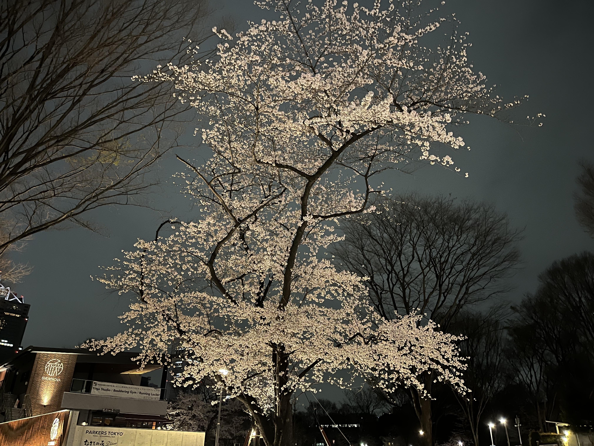 3月31日　本日の夜の営業はお休みいたします