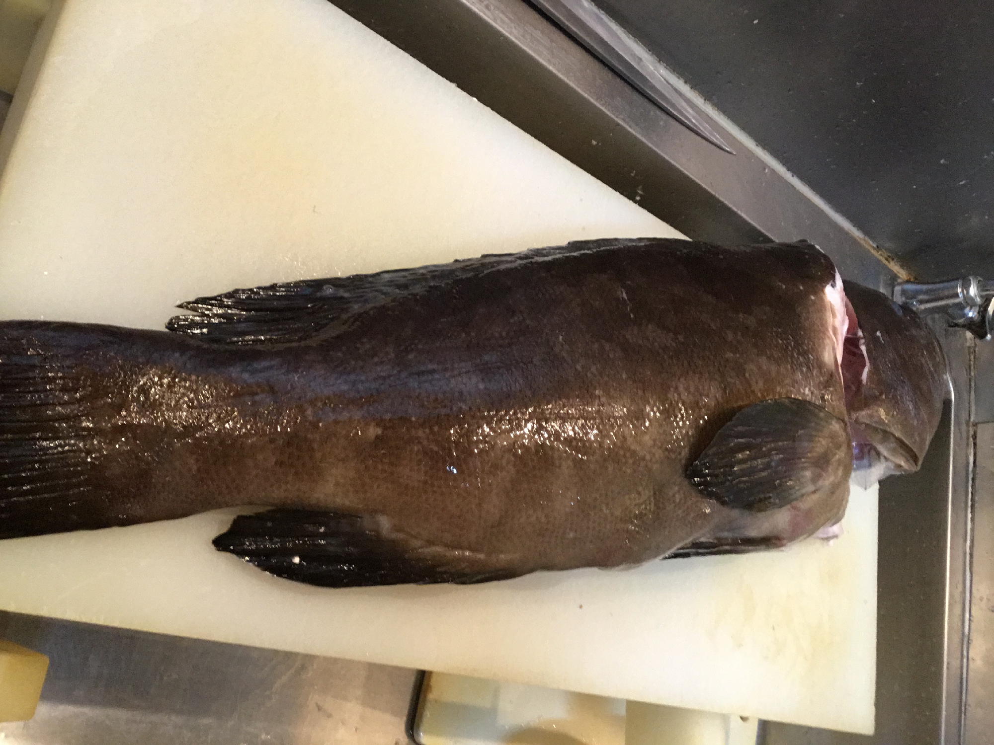 長崎 五島列島 福江島 神経〆天然くえ 7.8キロ入荷いたしました。 