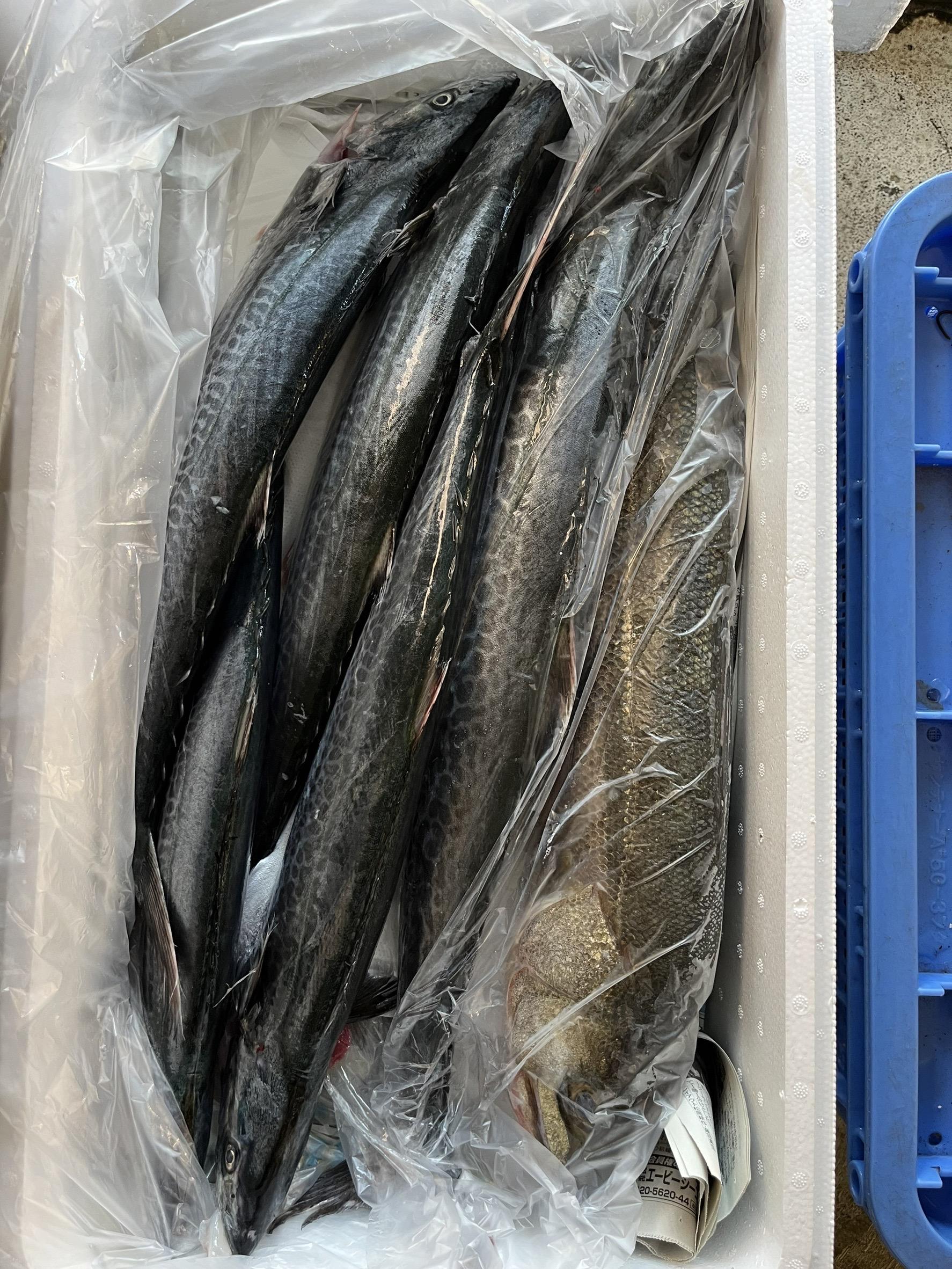 21年目も産地直送の魚たち