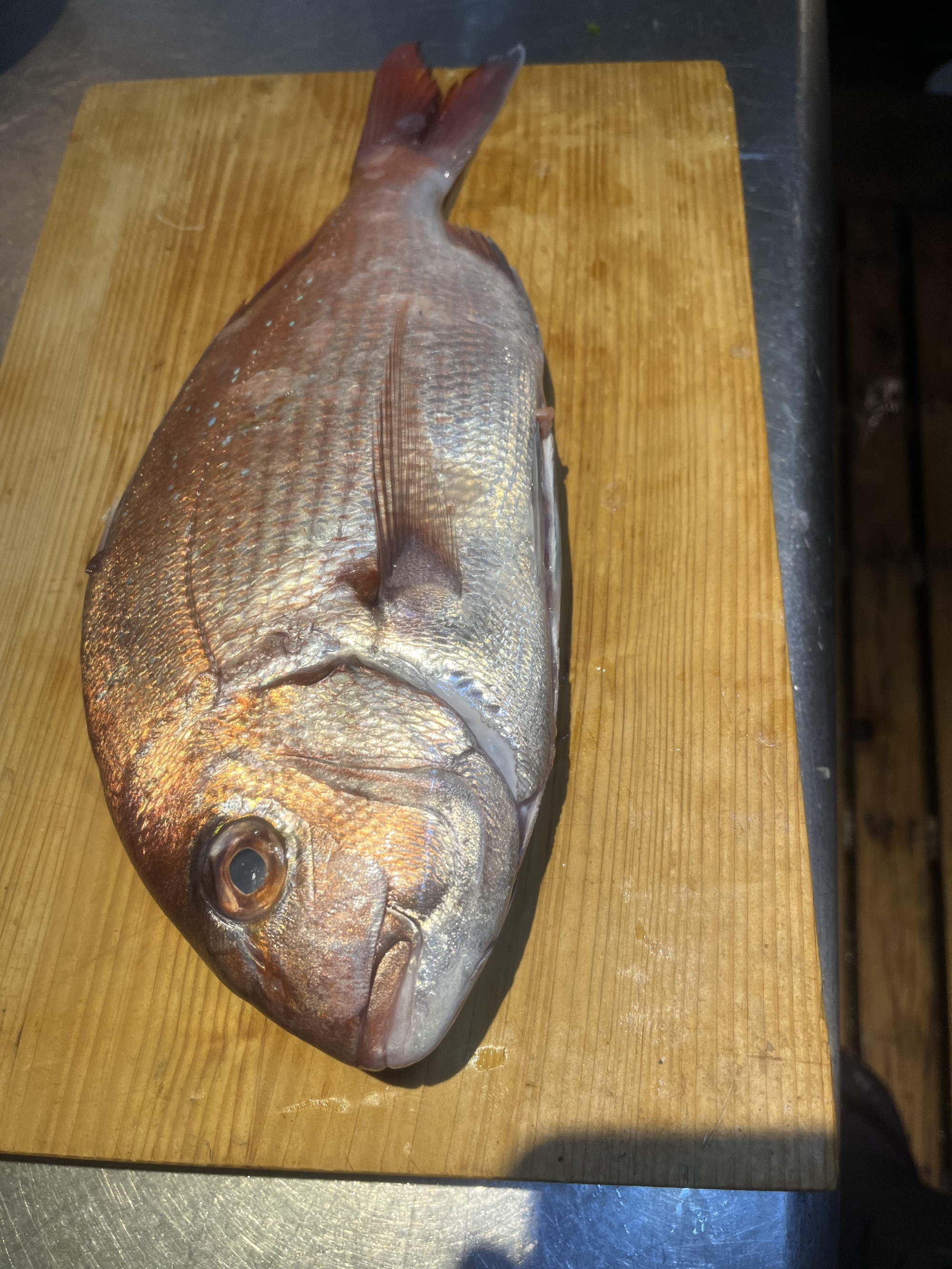 三浦半島　さかな人さんの　神経〆天然真鯛の醍醐味