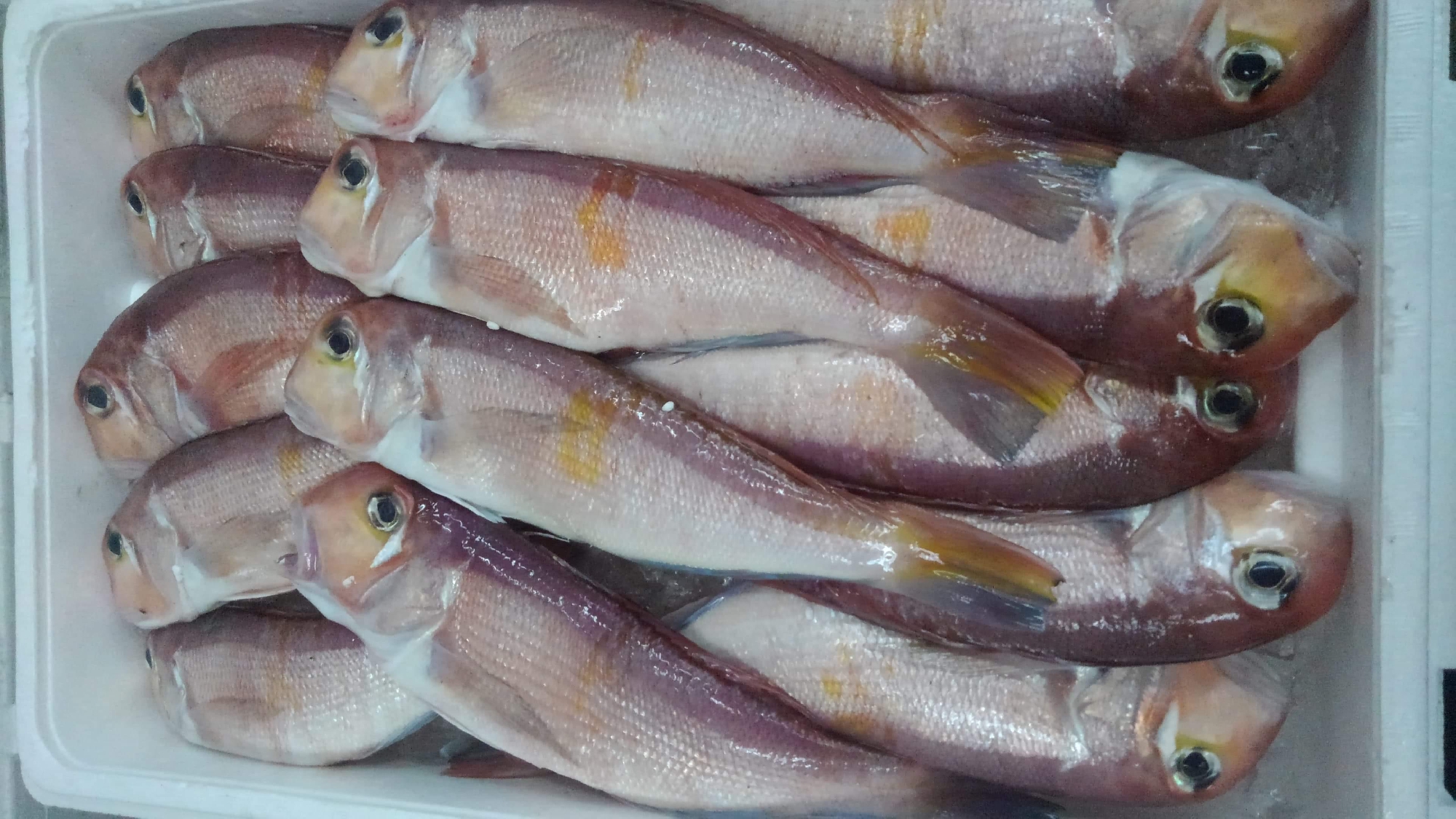 本州　北限の地　青森　　塩谷魚店さんから