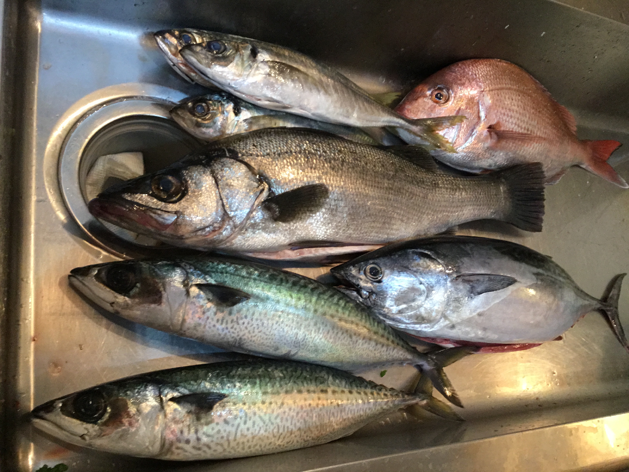 長崎 五島列島 福江島の魚達