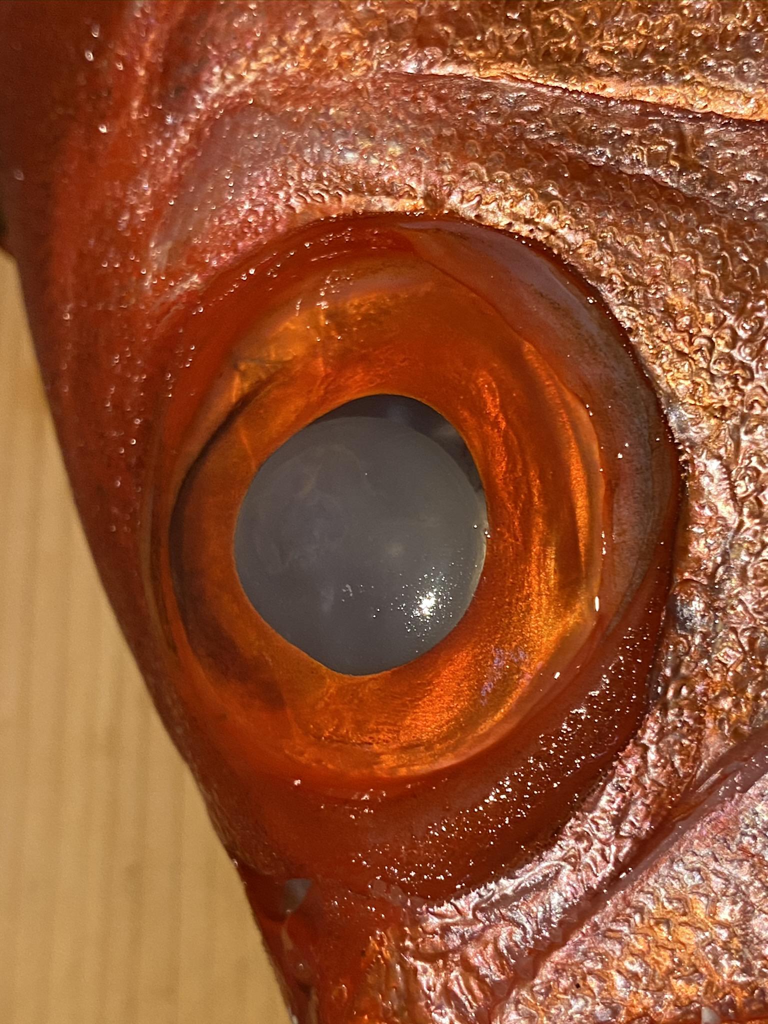 長崎　五島列島　近目金時鯛（チカメキントキ鯛）