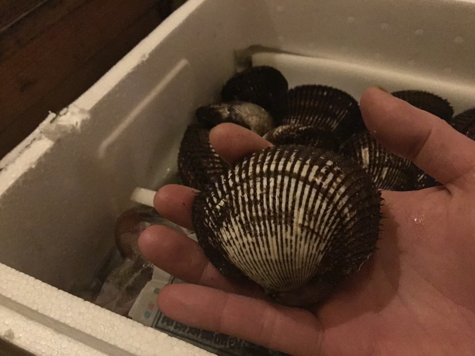 愛媛 しまなみ海道の天然赤貝