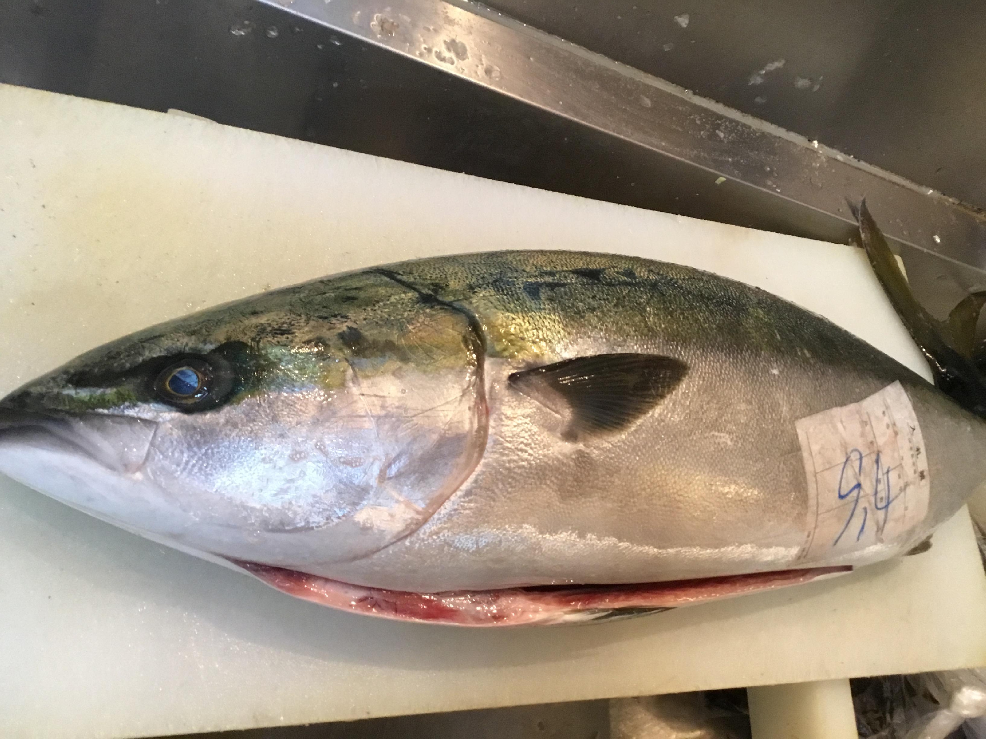 伊豆半島 伊東 特別選別処理 天然ぶり