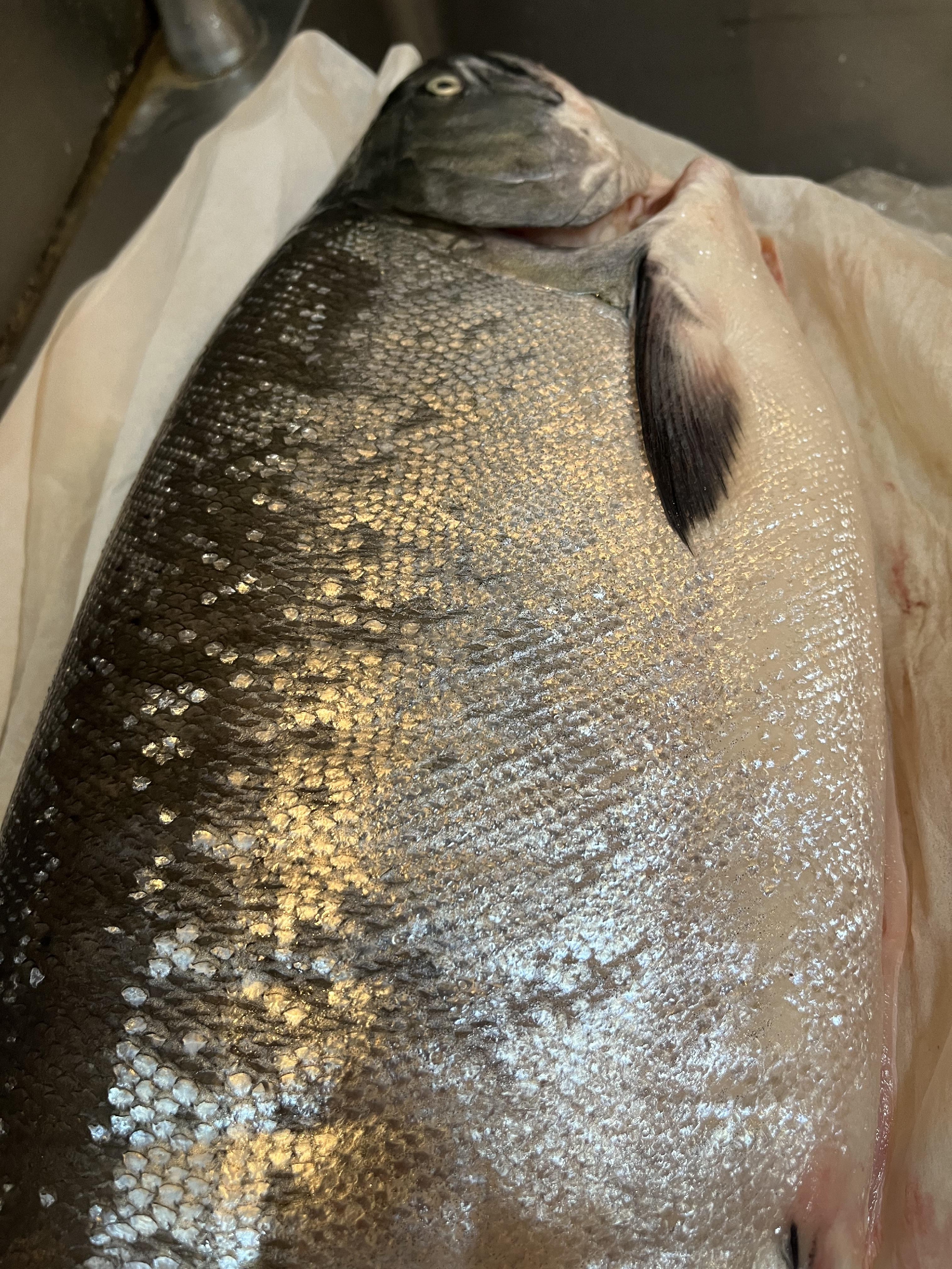 本日の夜の部　おやすみいたします。