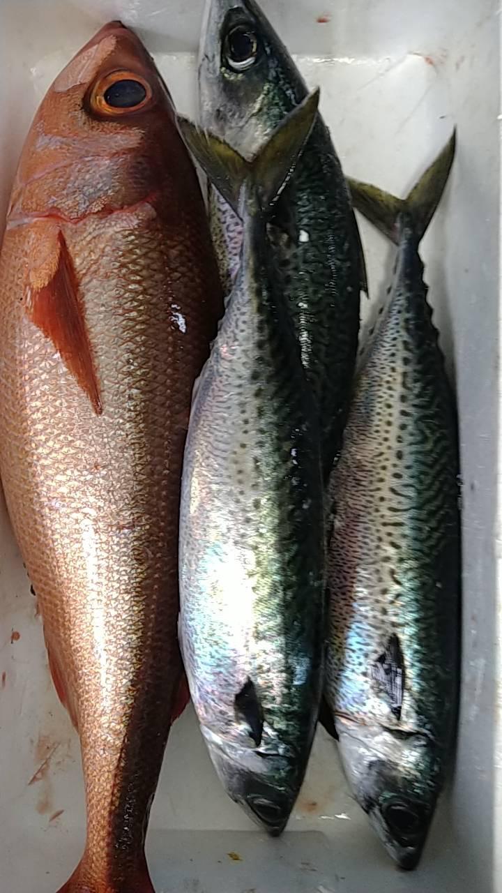 五島列島　福江島　林鮮魚さんから