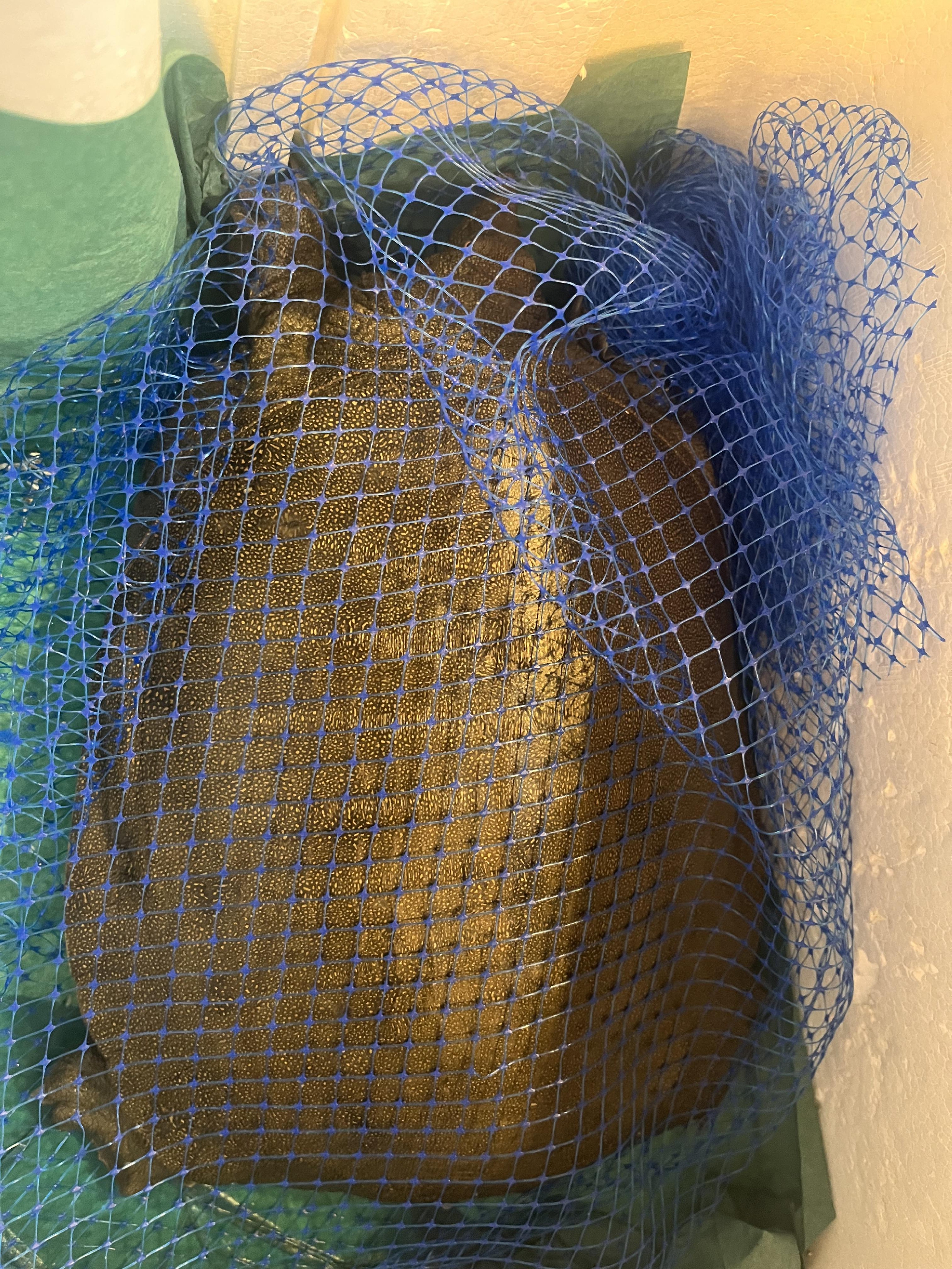 当店のコース料理は、毎回　産地から入荷した食材で組み立てます