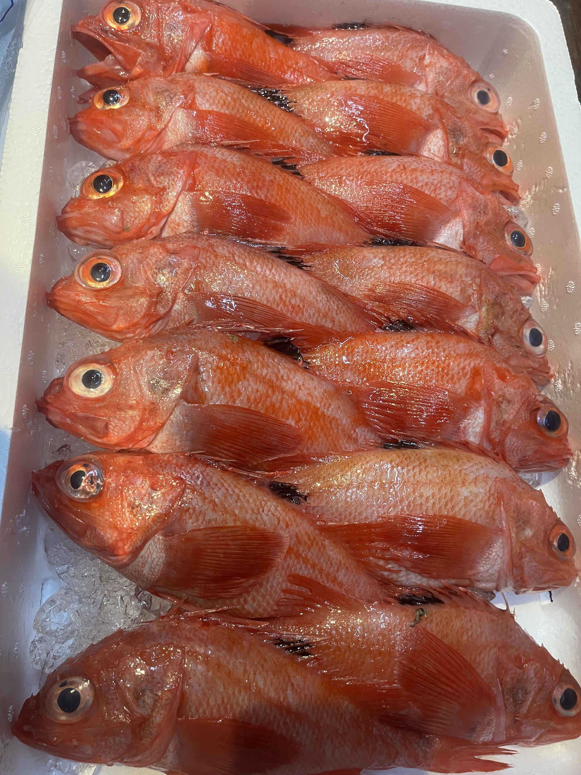 北海道　キンキがお得価格✨