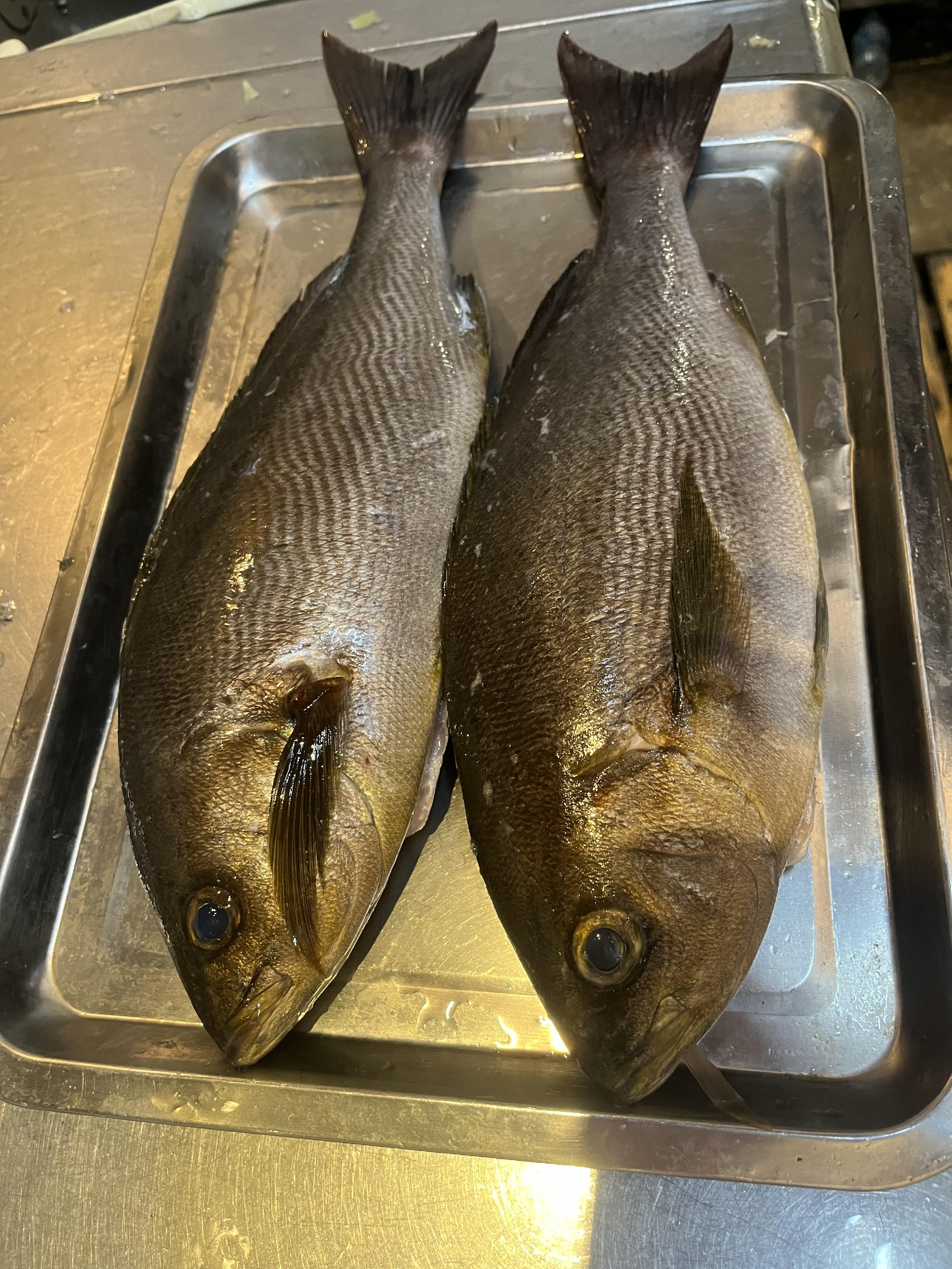 五島列島　神経〆大いさき