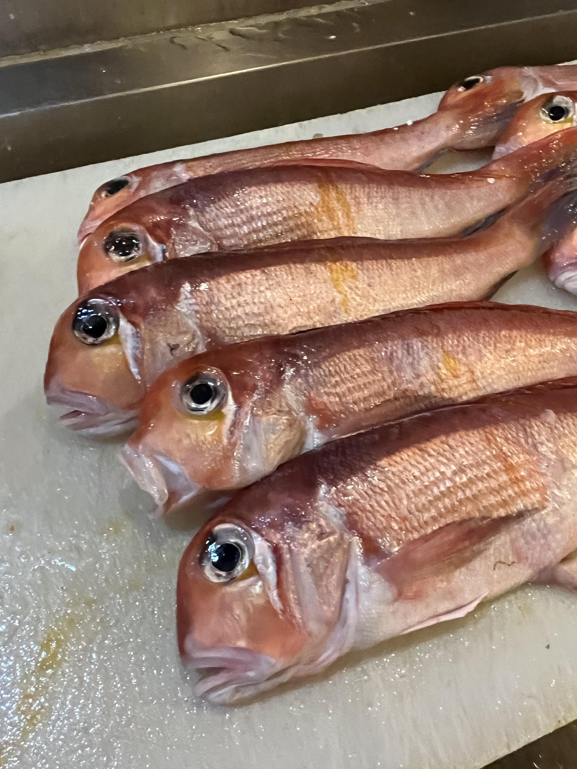 本日限定　スペシャルランチ