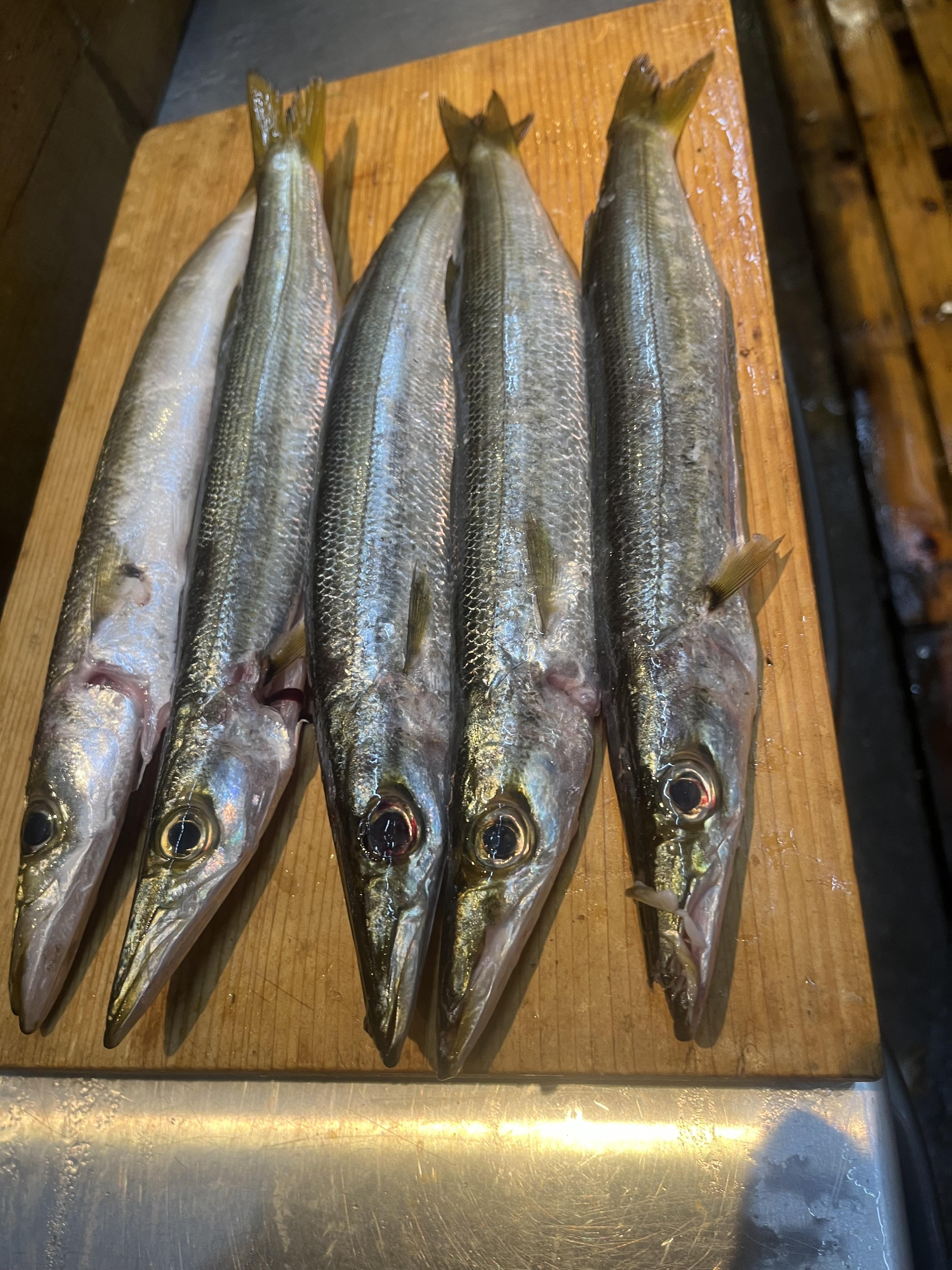 三浦半島　さかな人　長谷川さんから　神経〆カマス