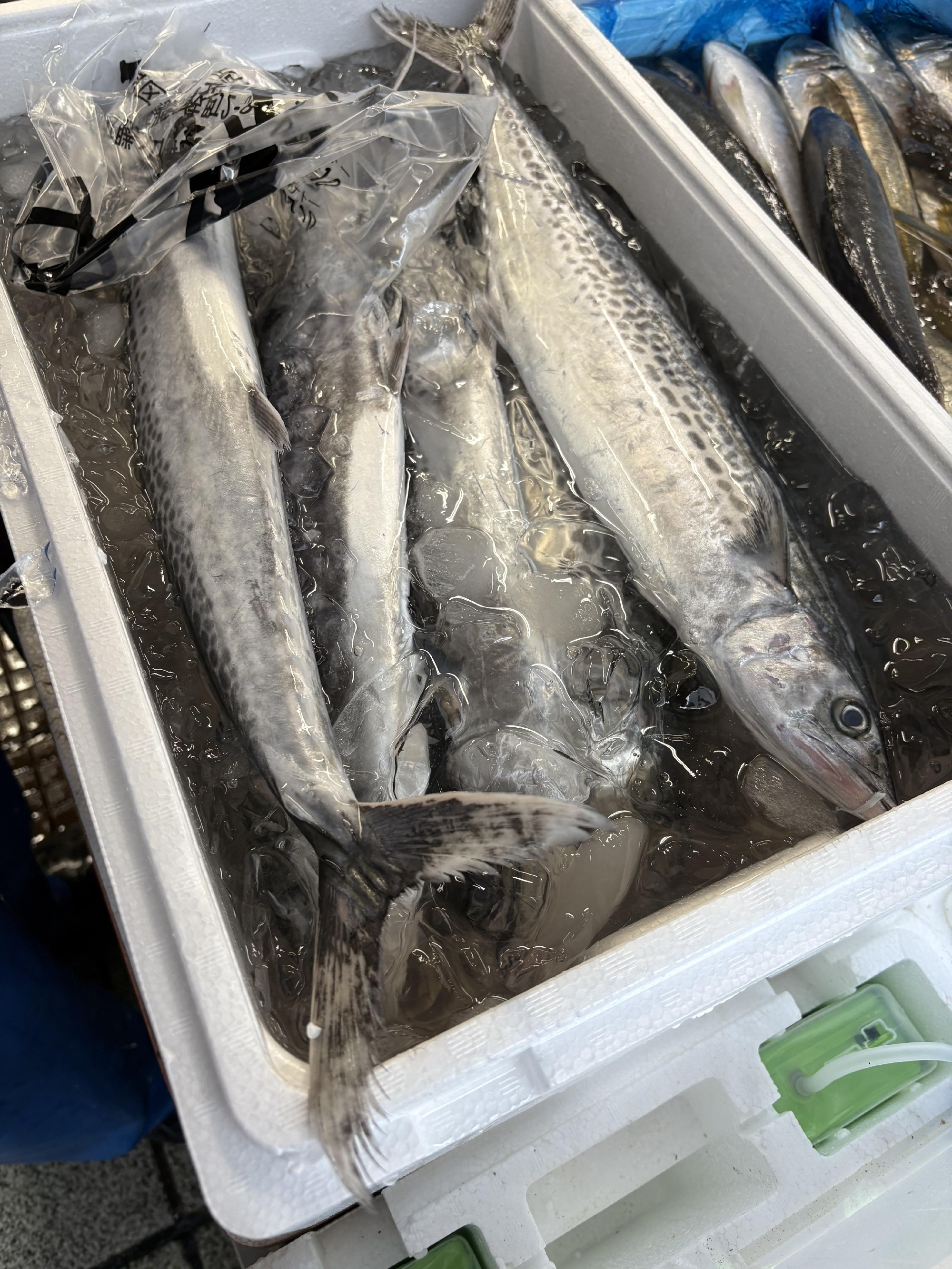 三重　熊野灘　活〆サゴチ