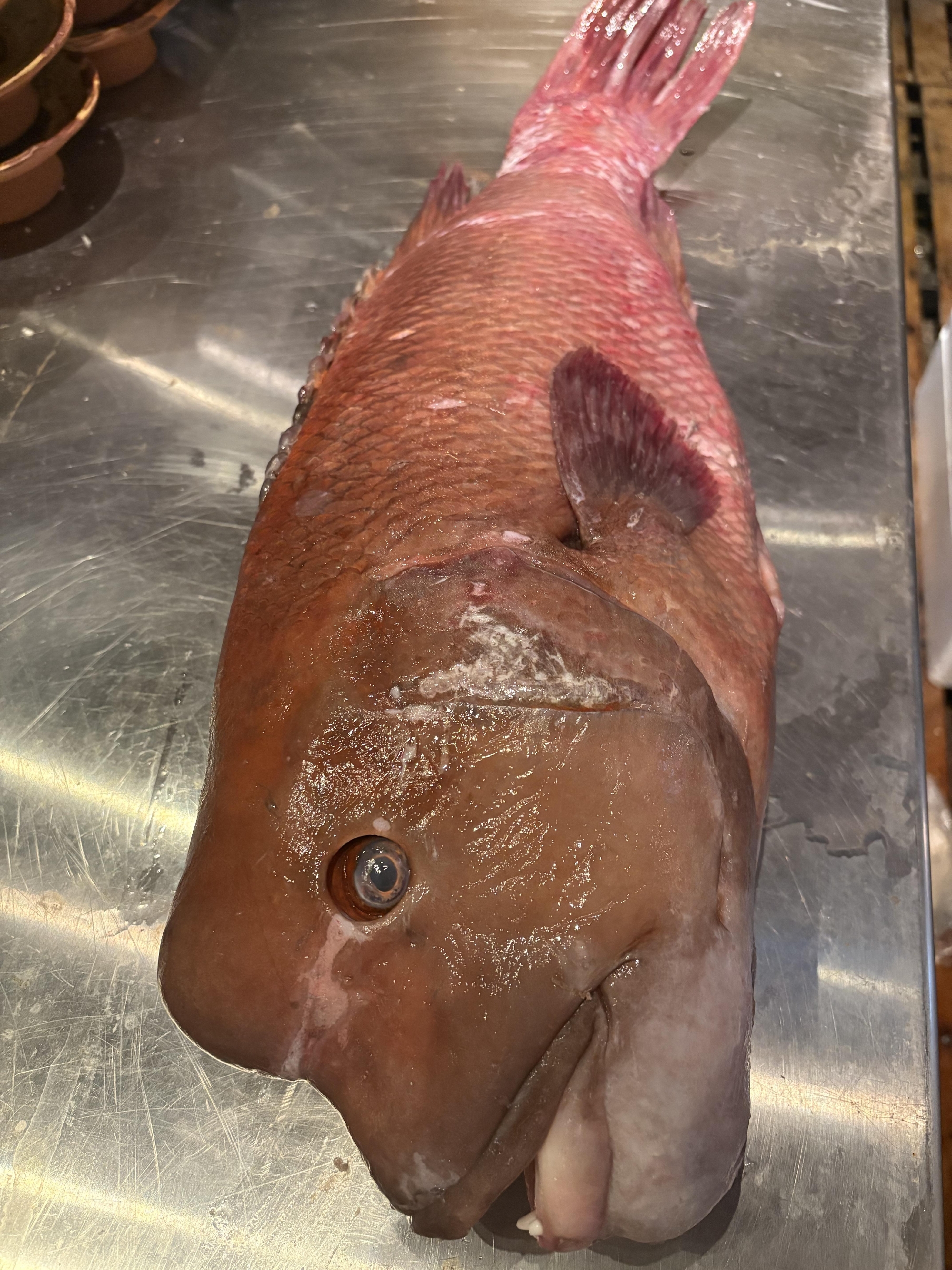 しまなみ海道　神経〆コブ鯛