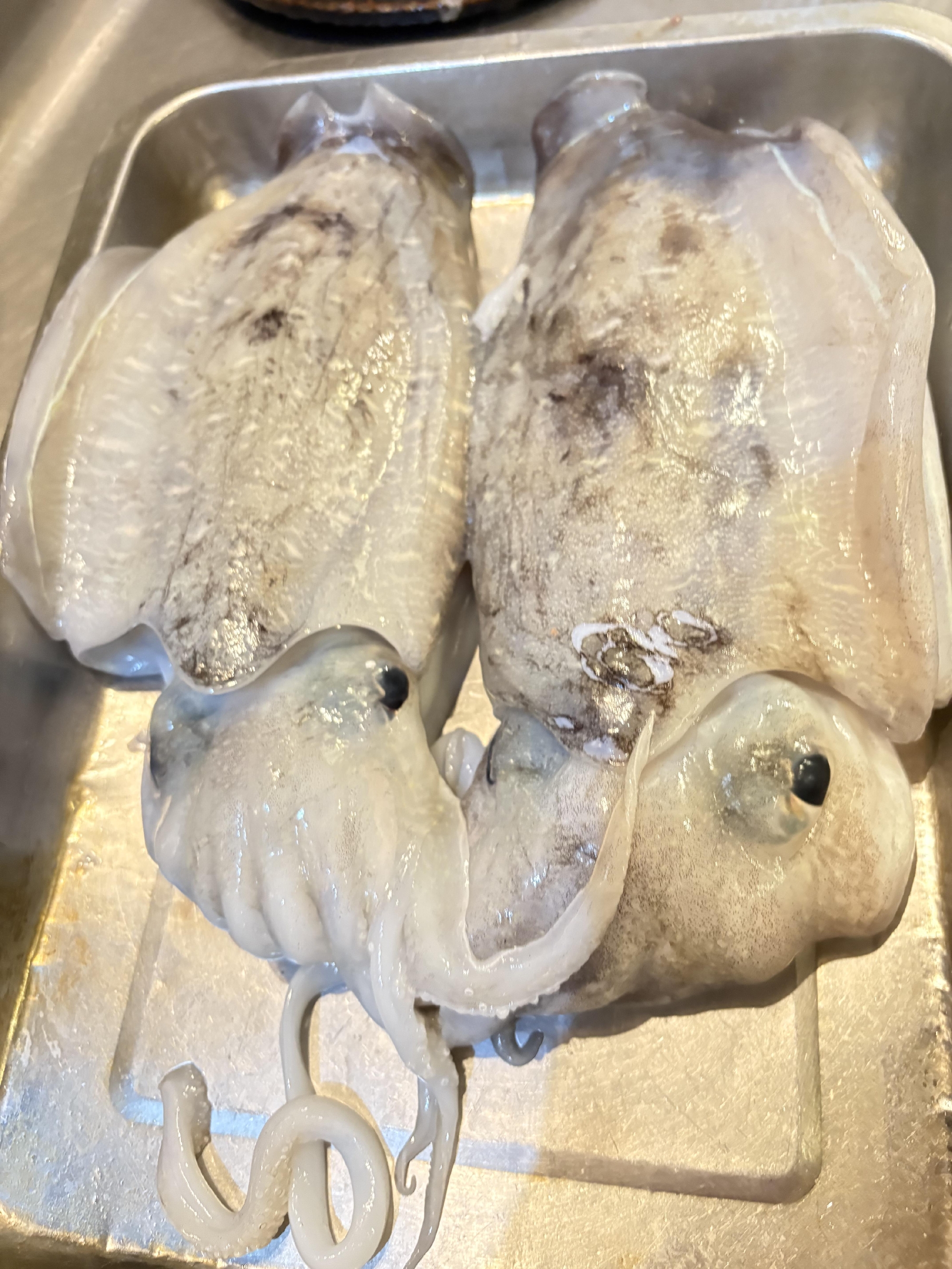 しまなみ海道　大島　活〆カミナリイカ