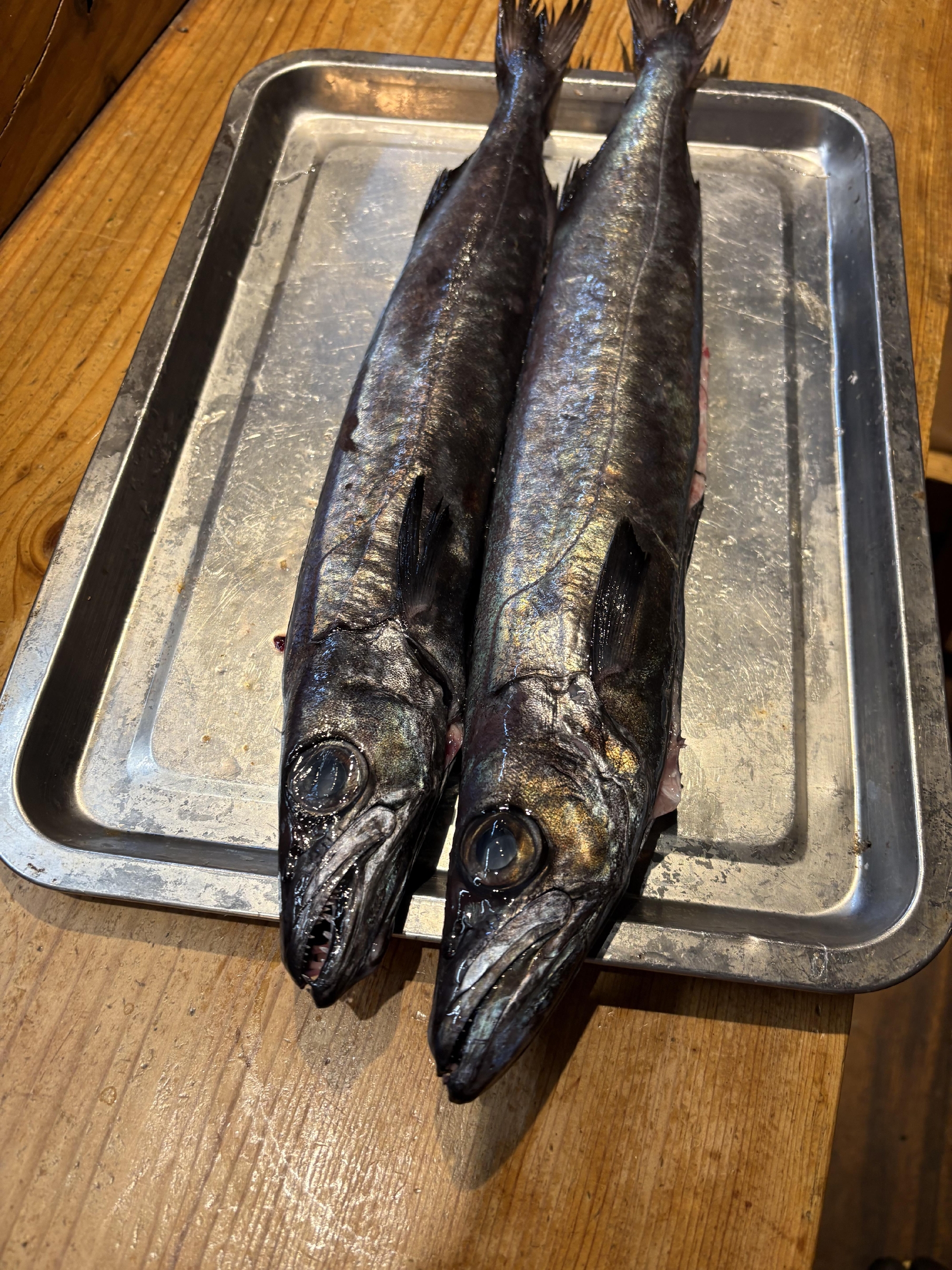 三浦半島　クロシビカマス