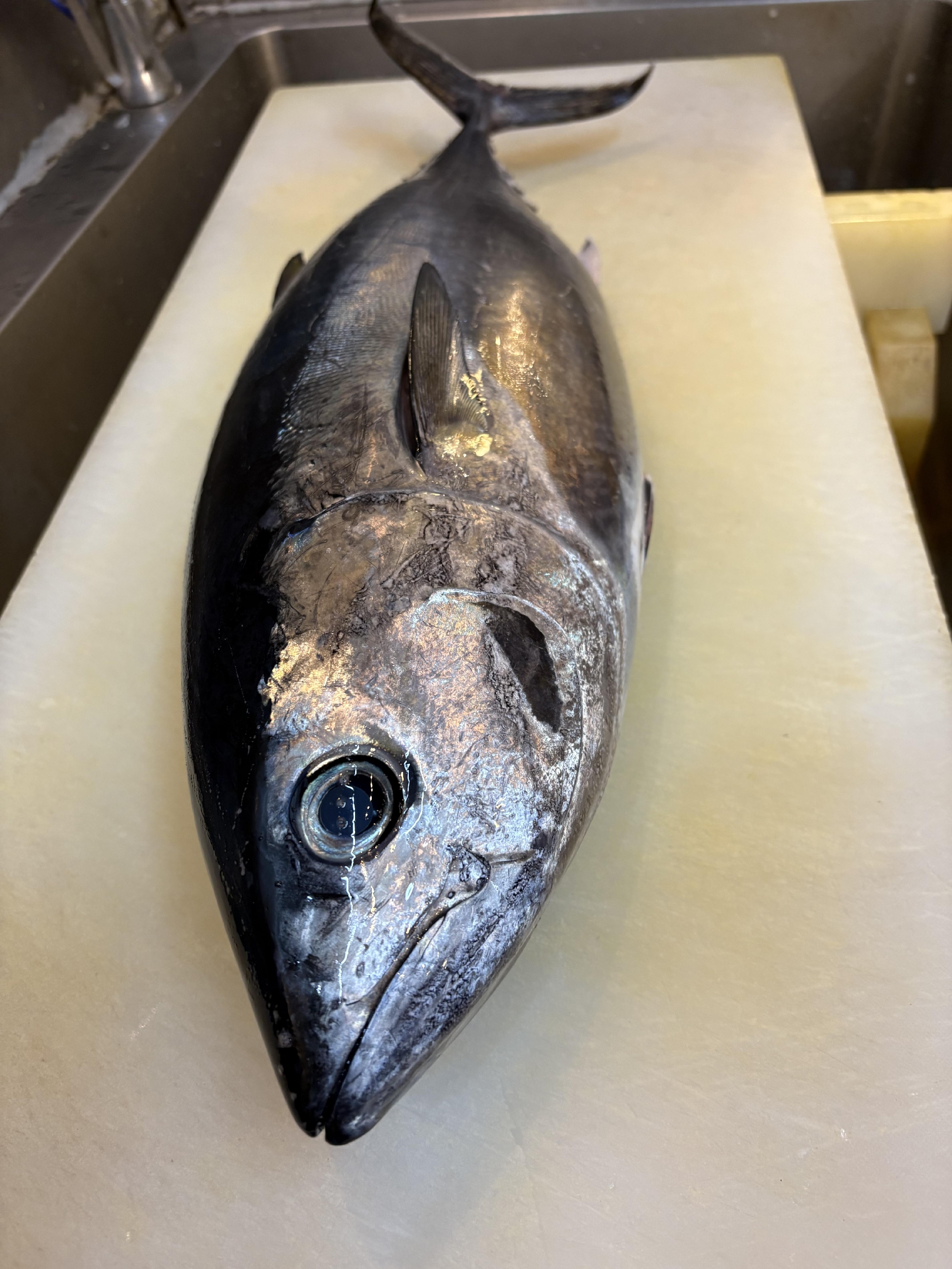 南房総　活〆メジマグロ