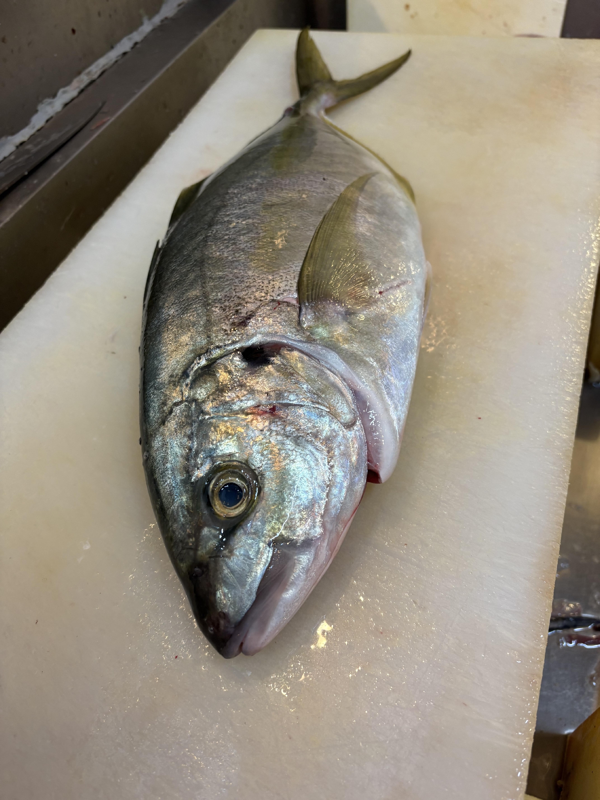 紀伊長島　神経〆天然シマアジ