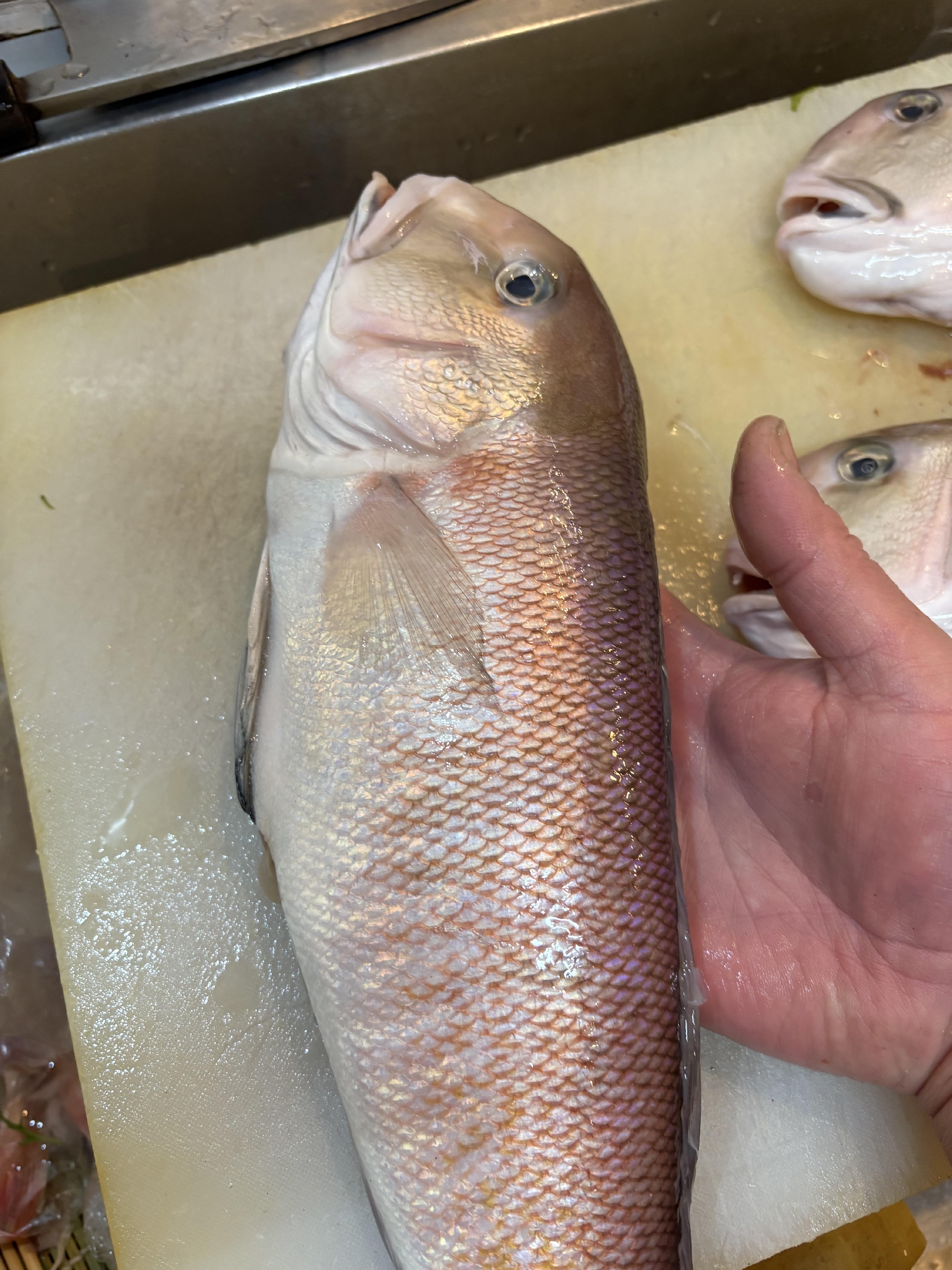 愛媛　八幡浜産　白甘鯛