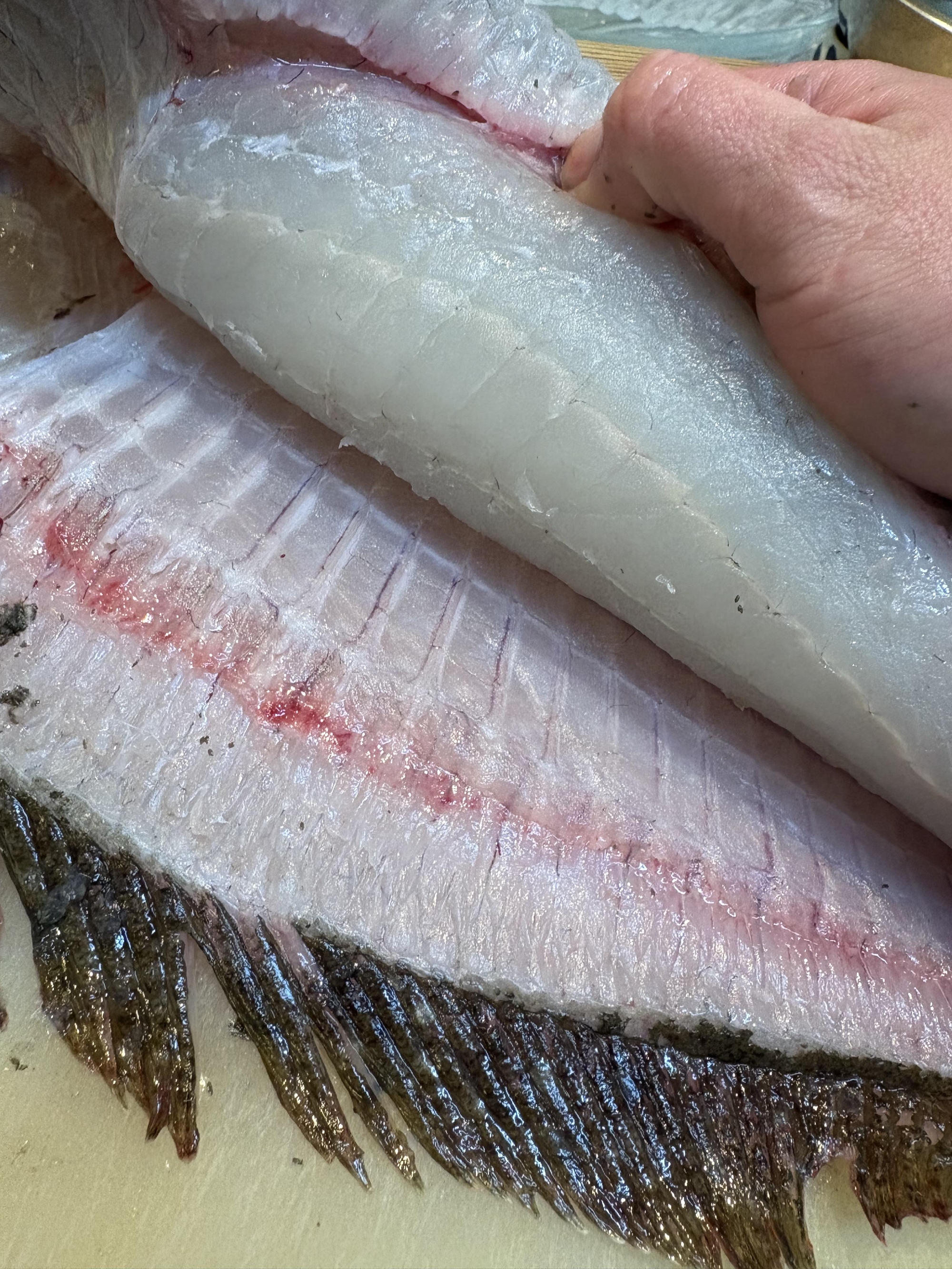 五島列島　福江島　神経〆天然平目