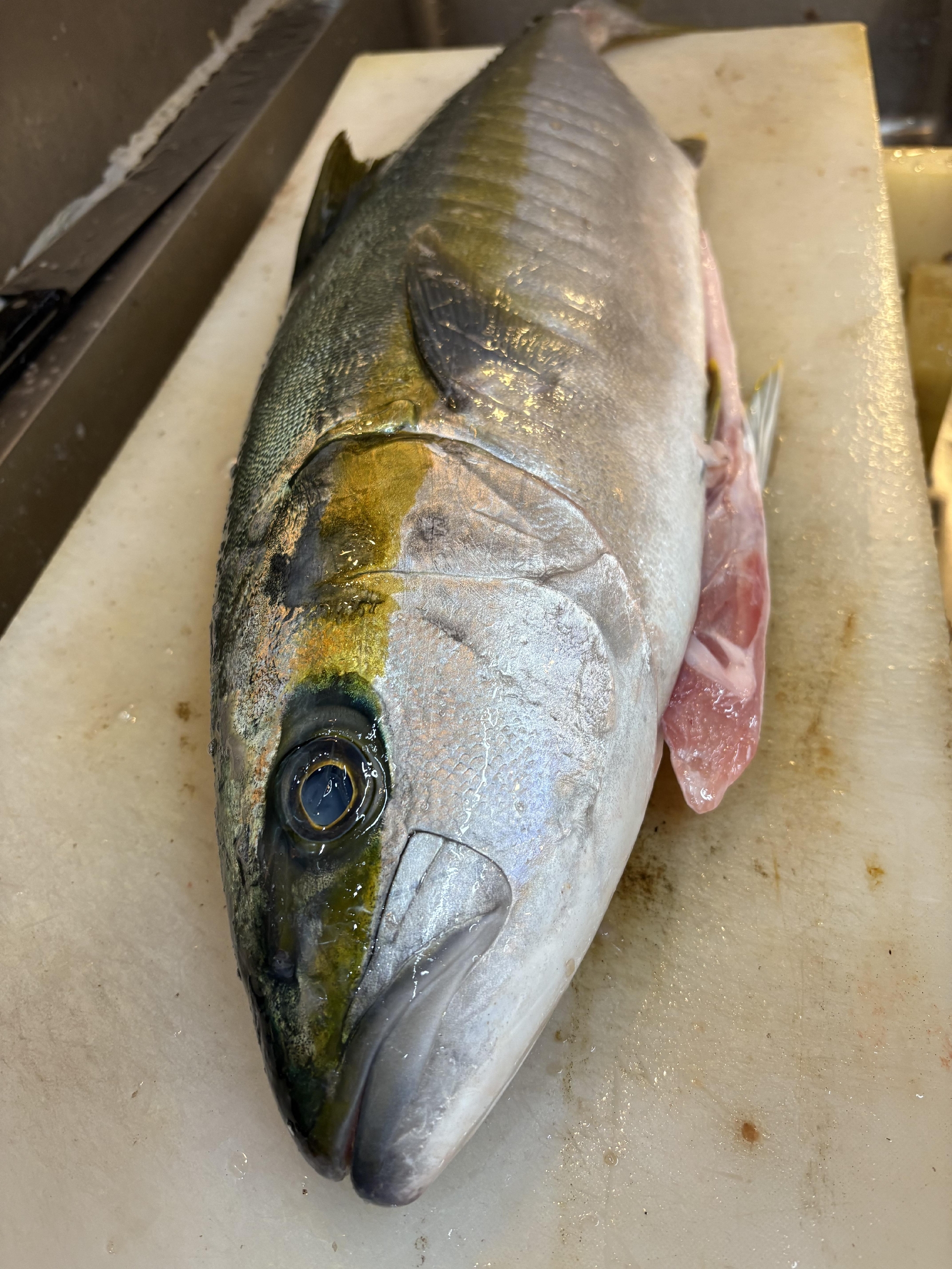 五島列島　福江島　神経〆天然ヒラマサ