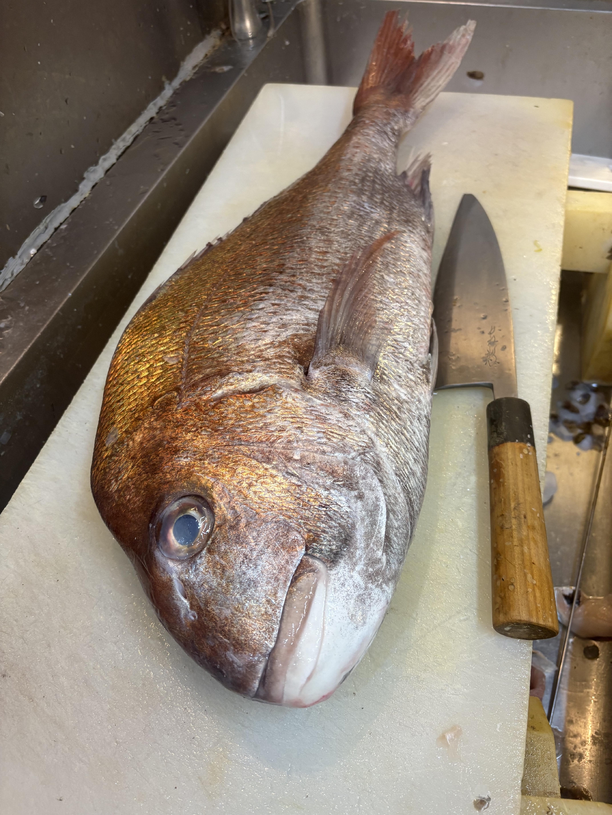 しまなみ海道　大島の　漁師　藤本さんから