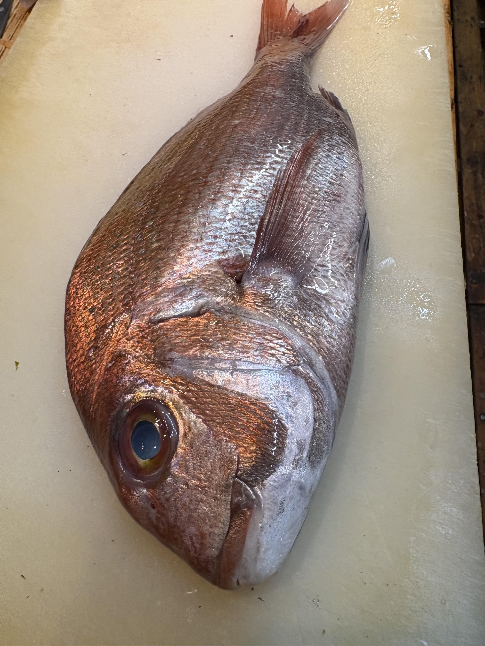 しまなみ海道　大島　漁師　藤本さんから