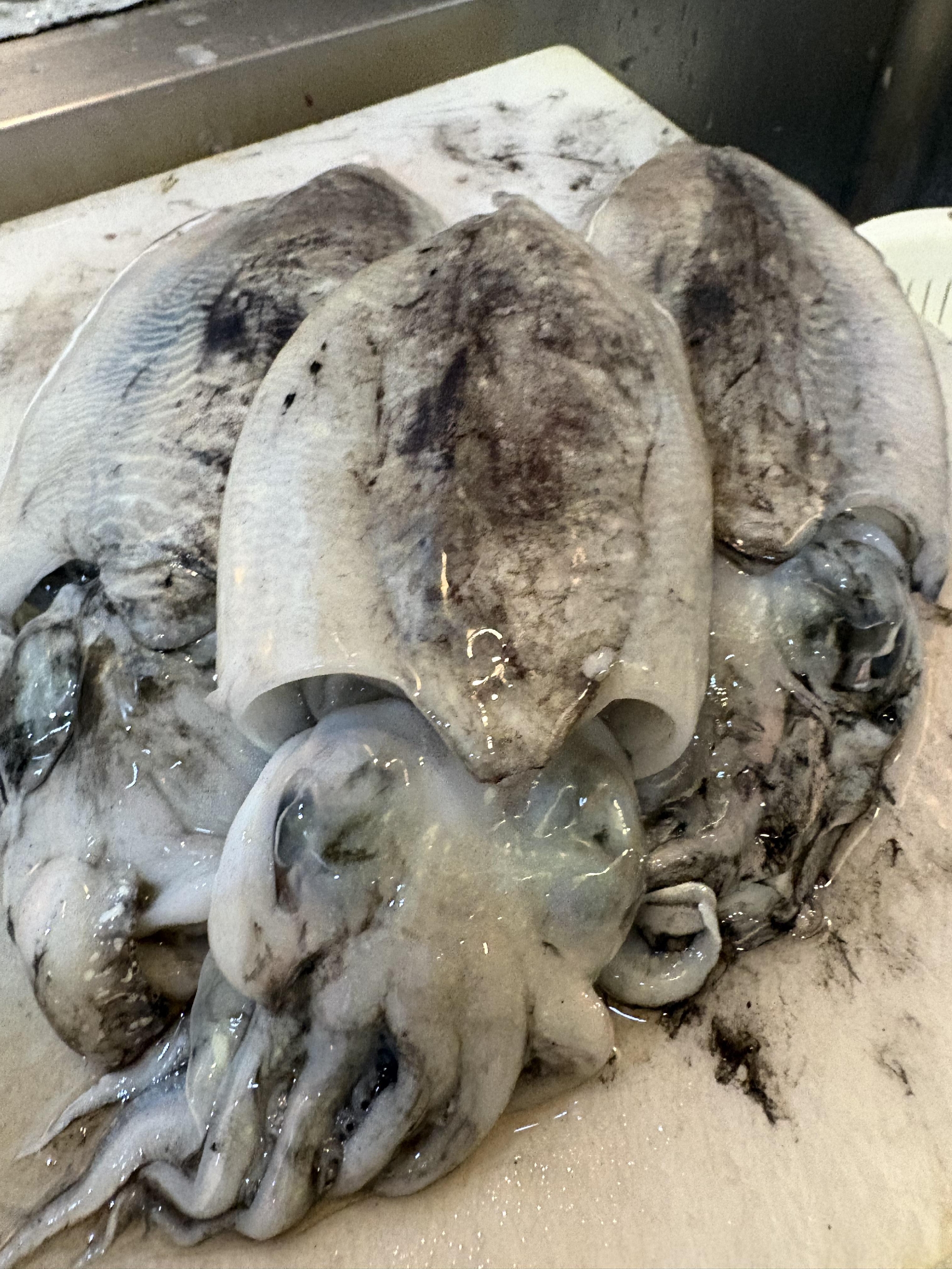 しまなみ海道　大島　活〆コウイカ