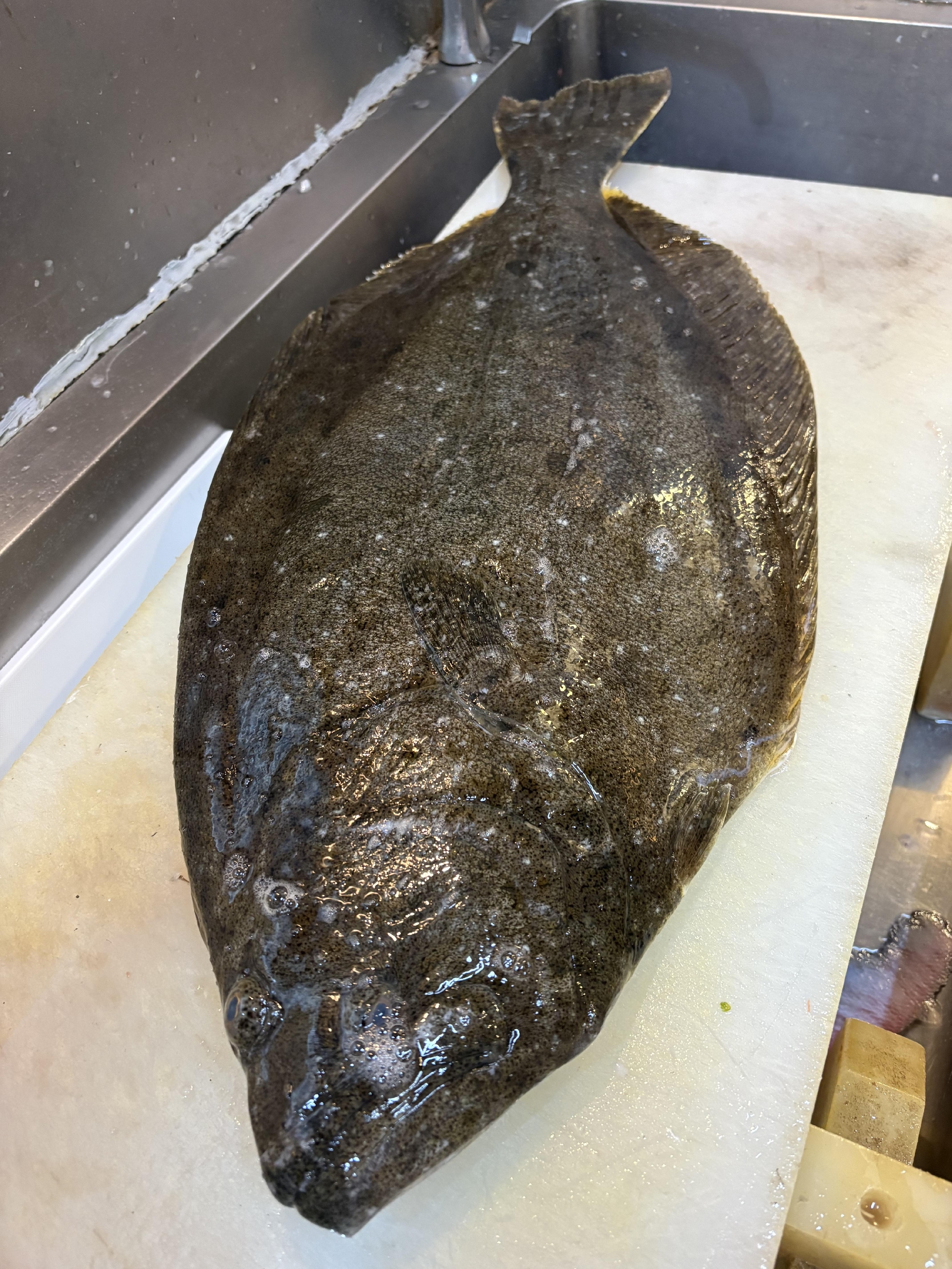 五島列島　福江島　神経〆天然ヒラメ