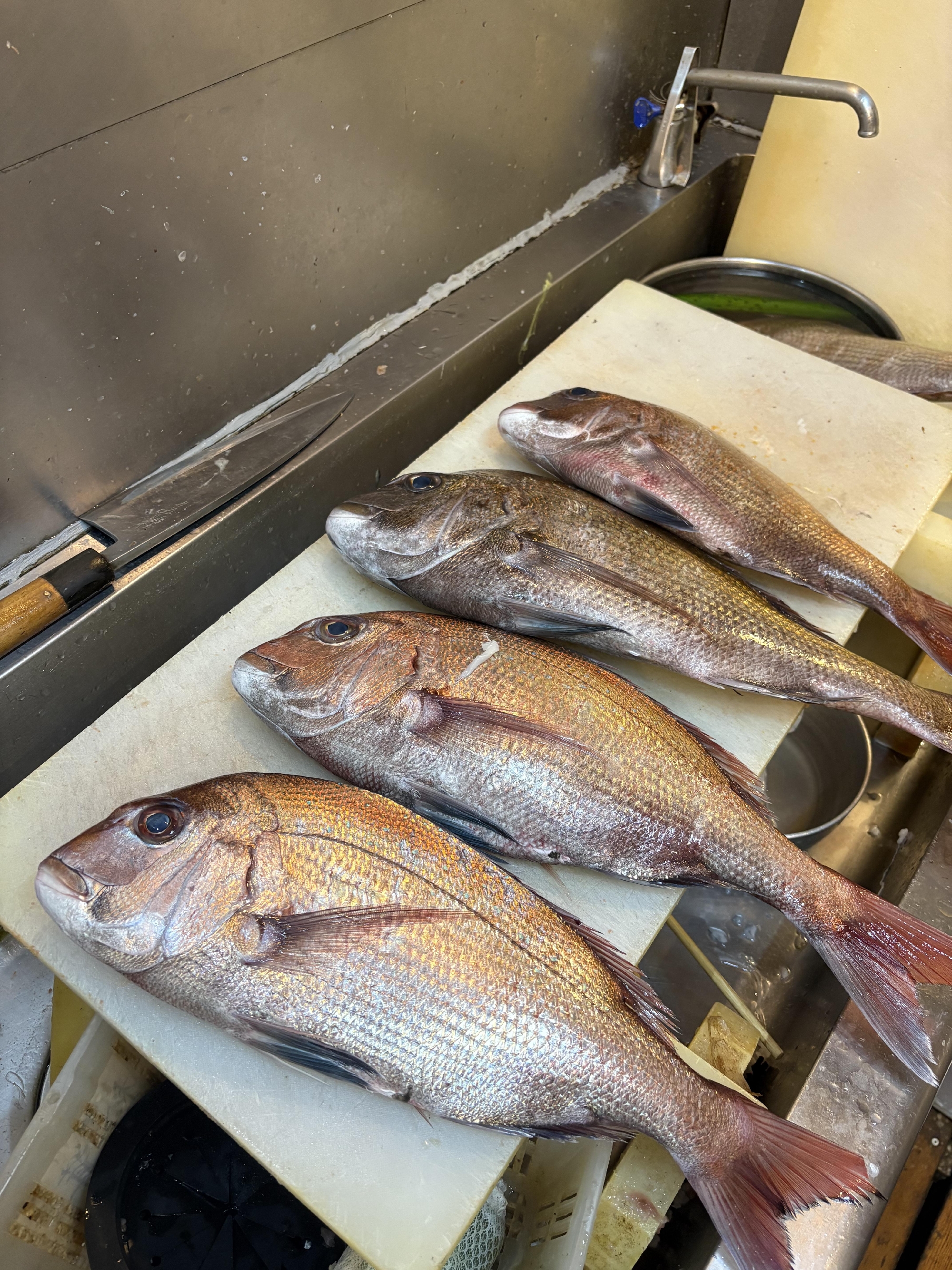 しまなみ海道 大島 神経〆天然真鯛