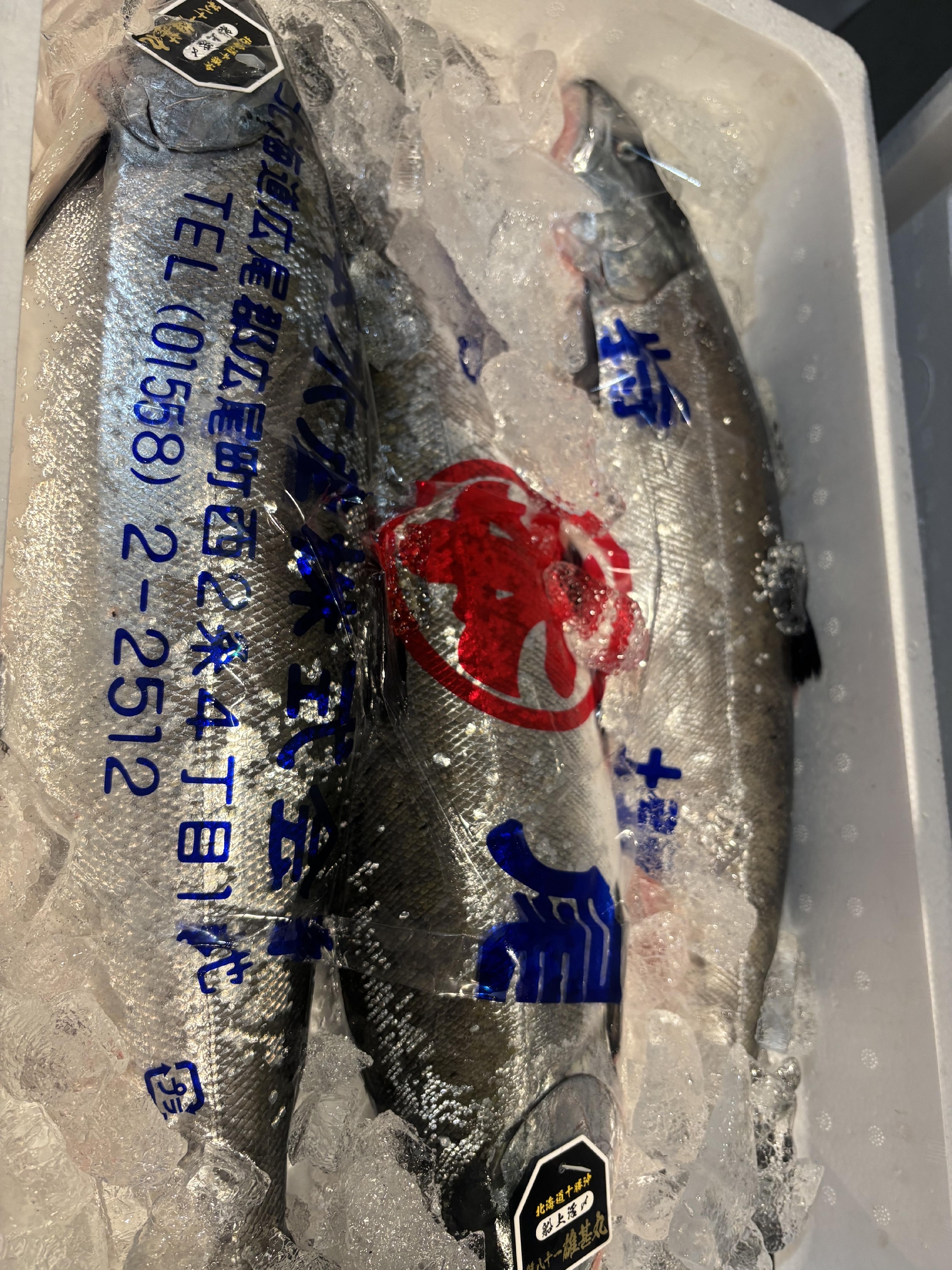 春といえば、サクラマス